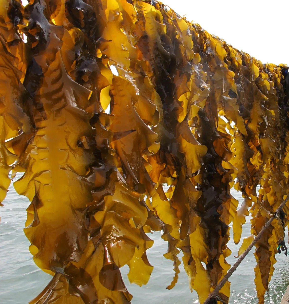 sugar-kelp-close-up.jpeg