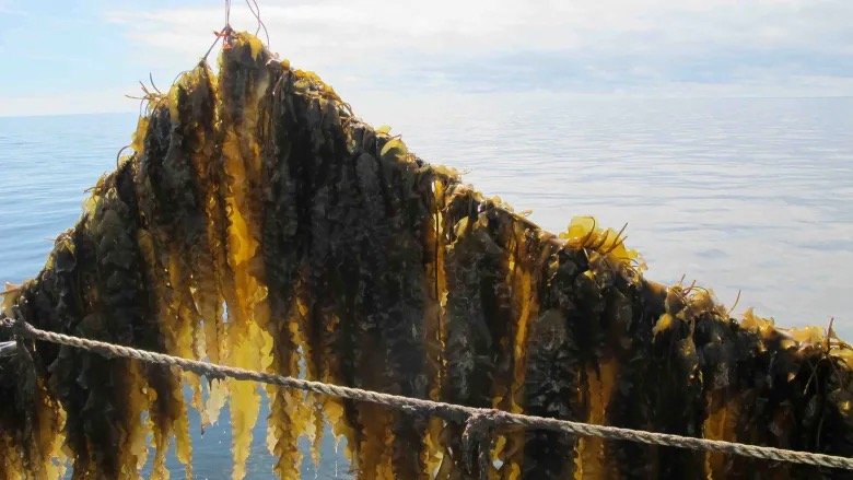 sugar-kelp Aquaculture Association of Nova Scotia).jpeg