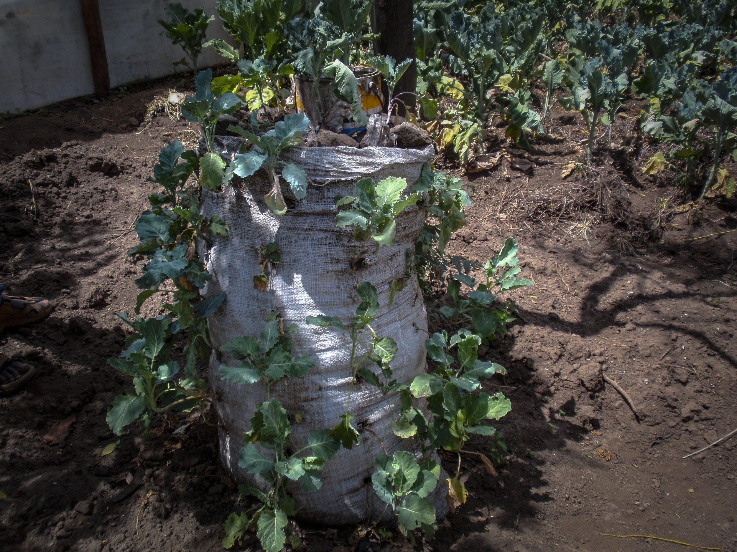 A sack garden conserves water