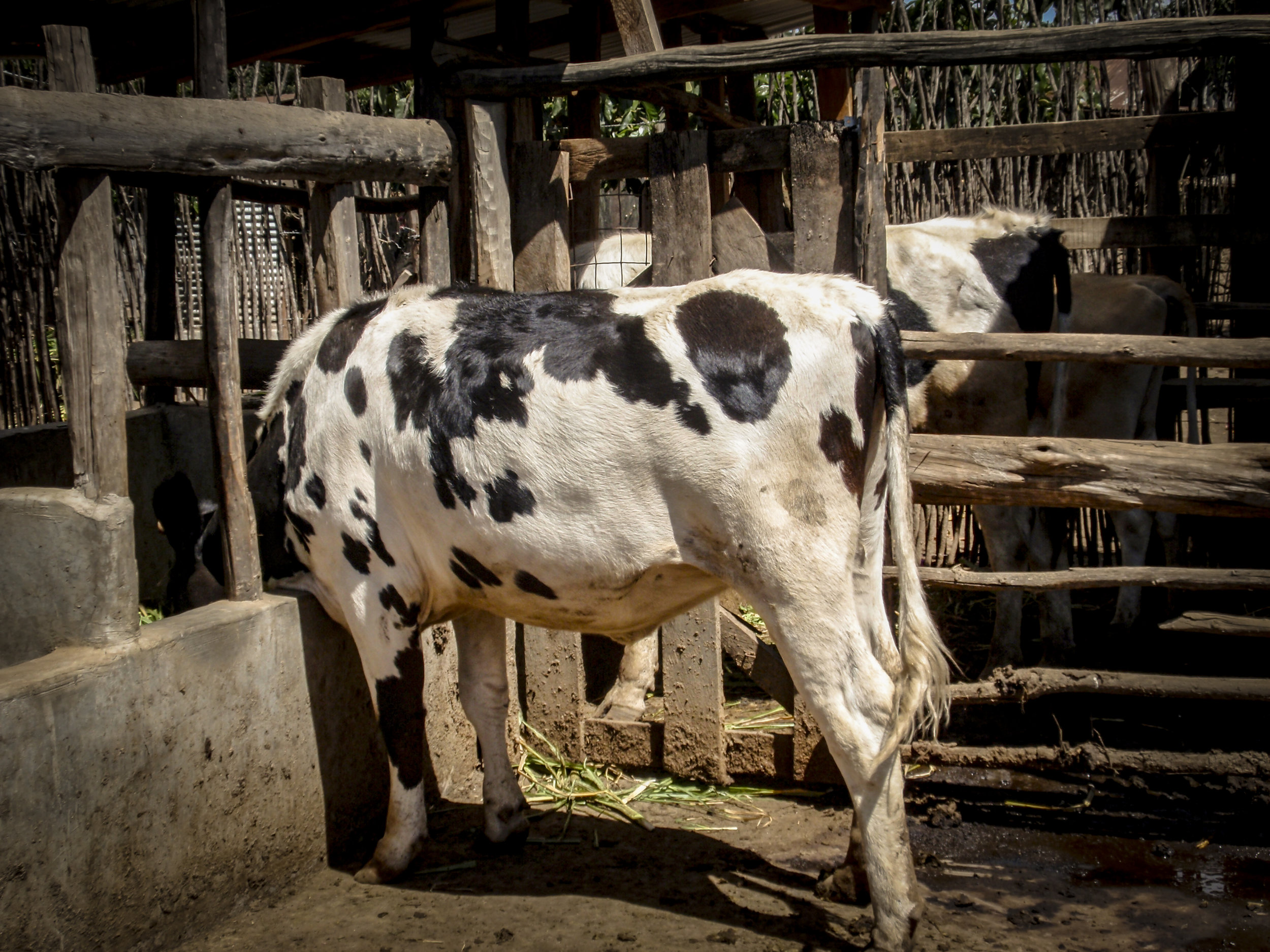 The source of biogas