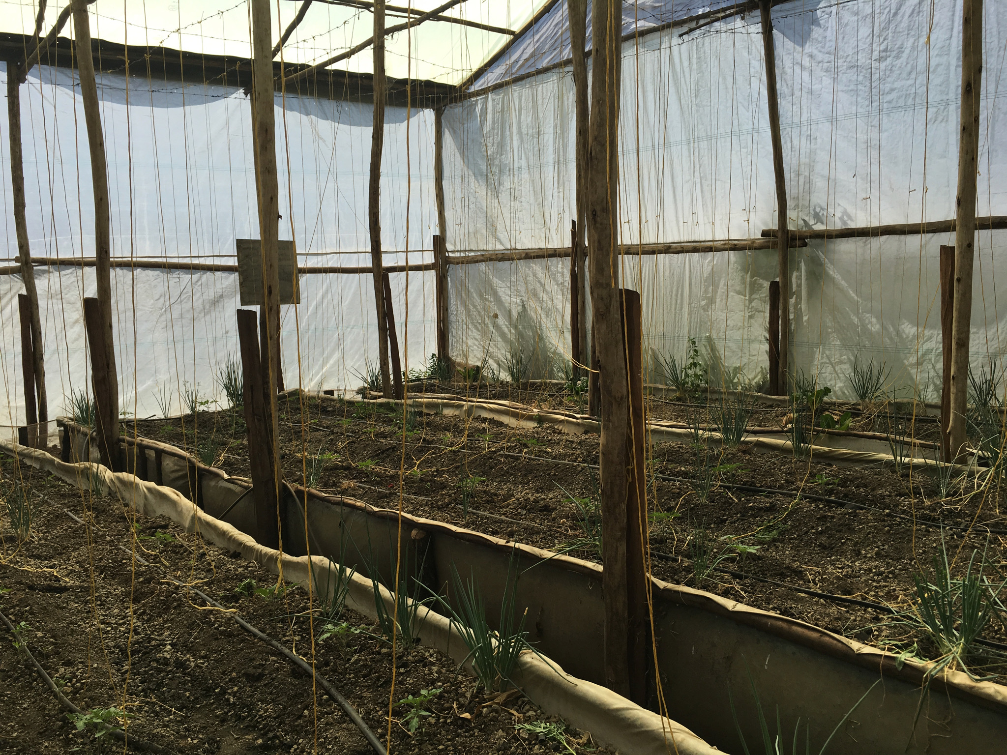 Greenhouse plants are fertilized with the effluent water from the fishponds