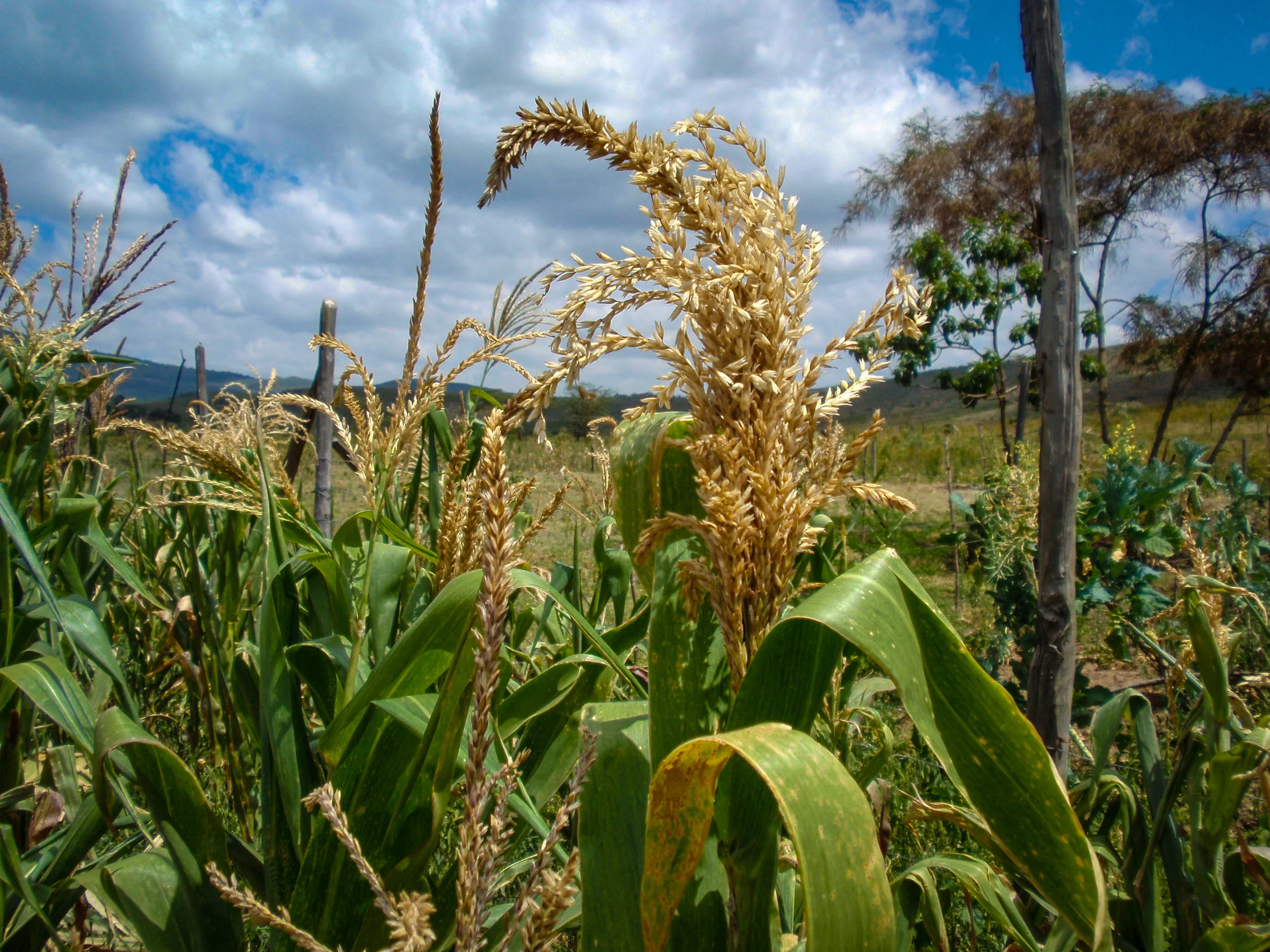 Amazing maize