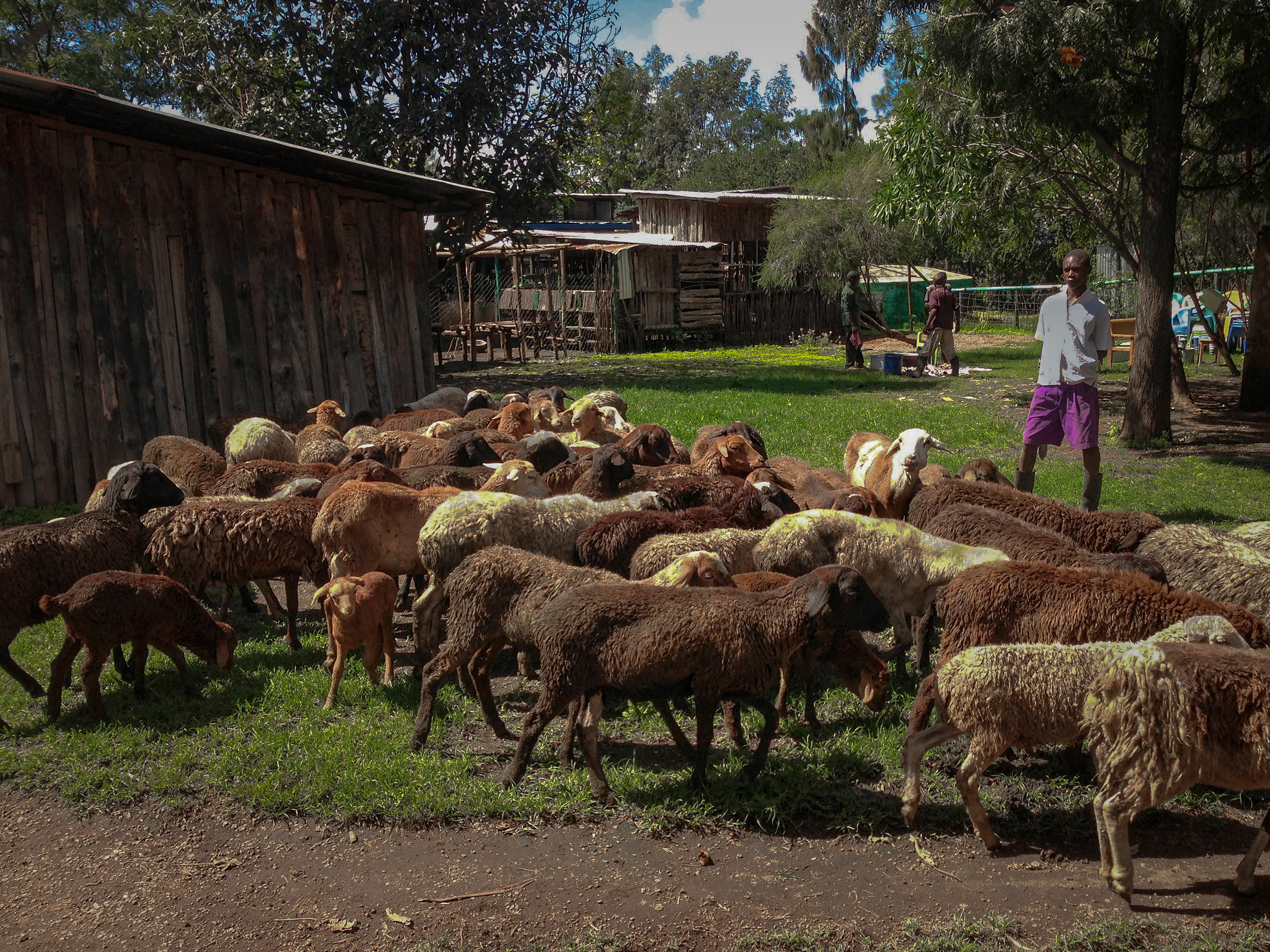 Sheep and goats graze in the compound