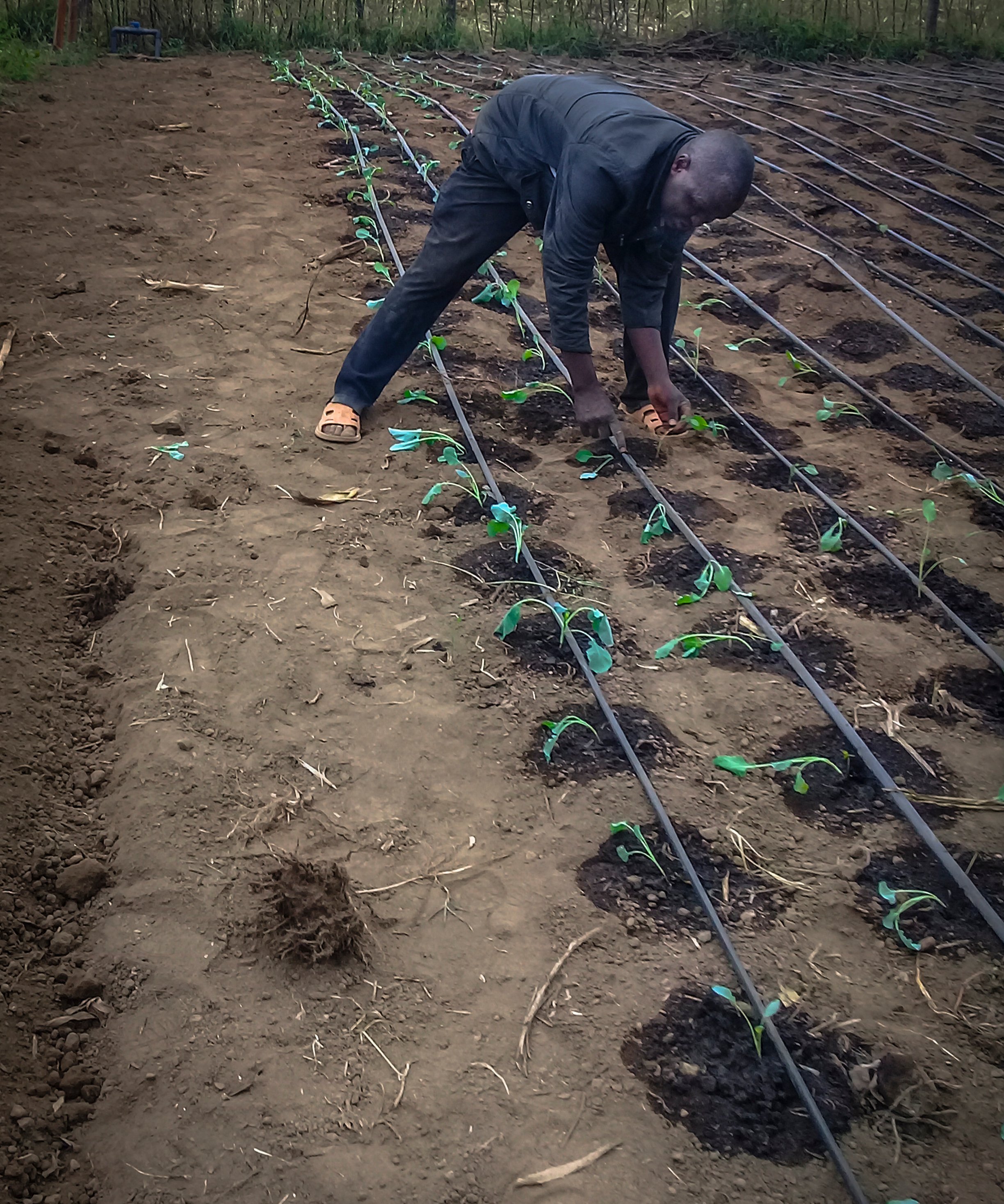 Josphat sets the hoses for drip irrigation at NECC