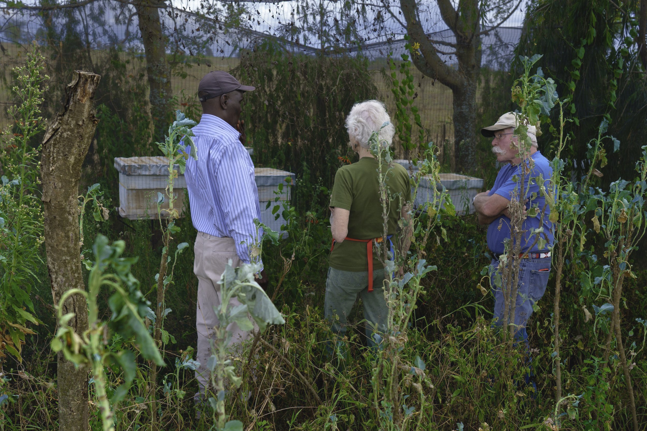 Josphat's Apiary