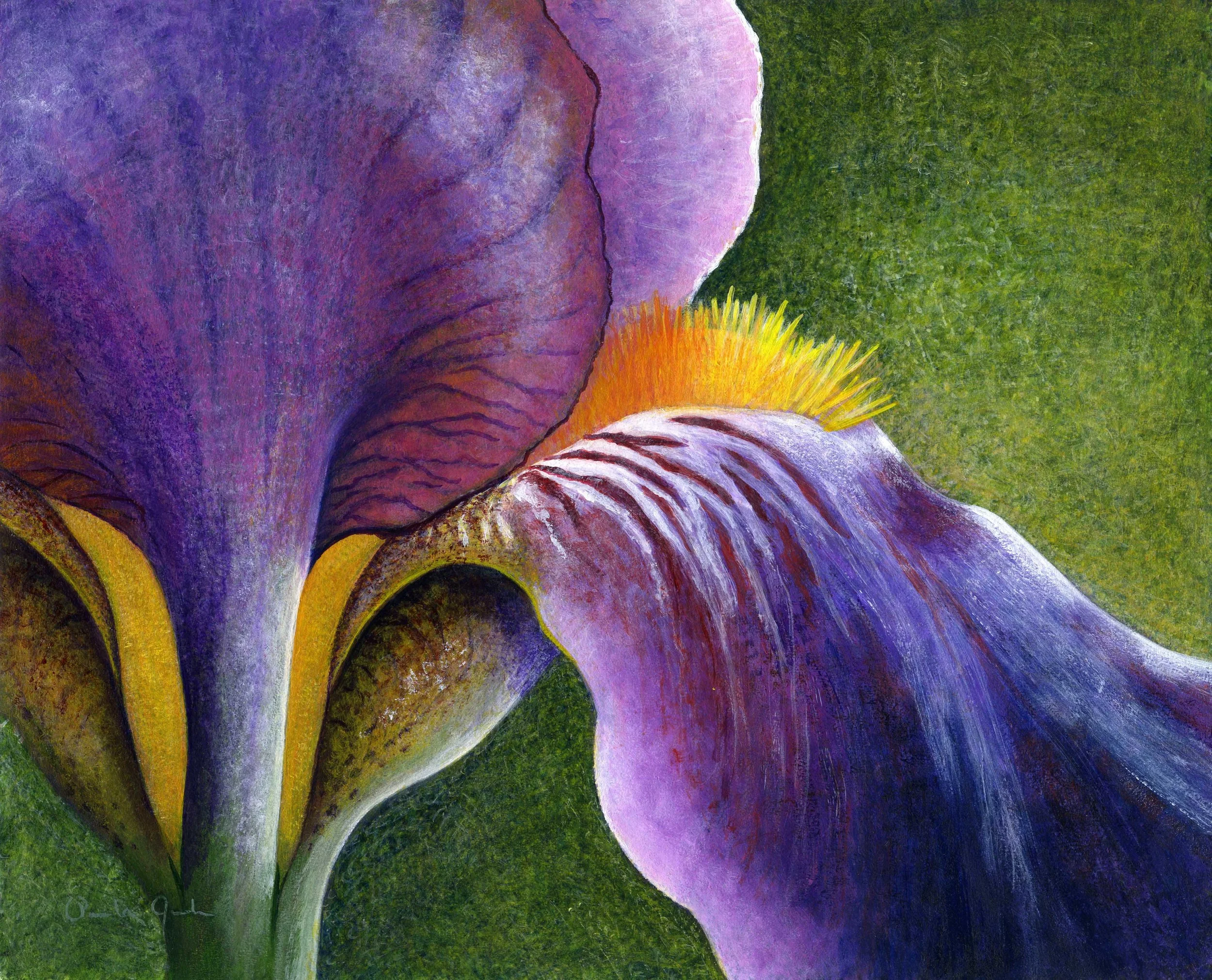 Iris Close Up (2013)