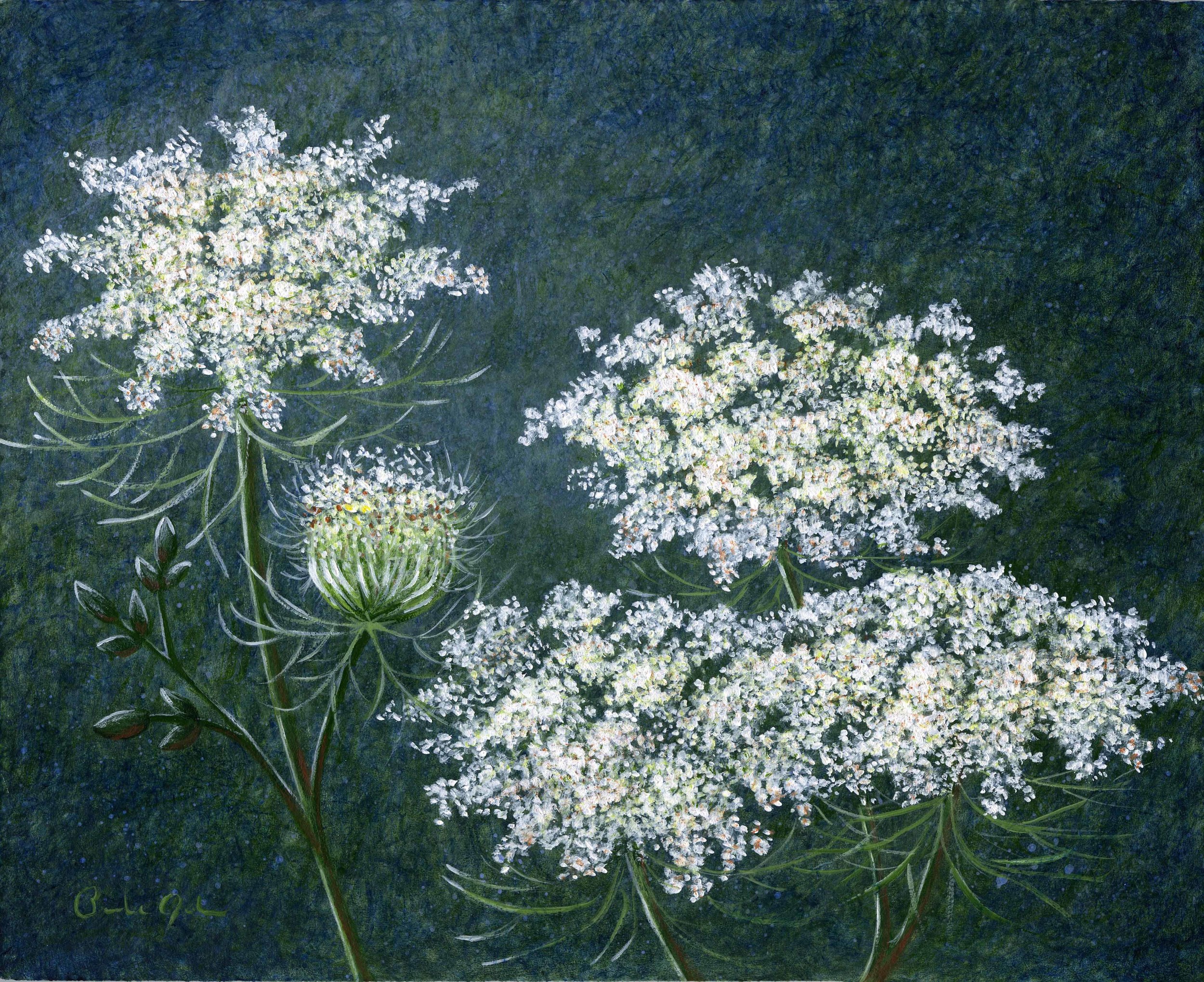 Lace (2013)