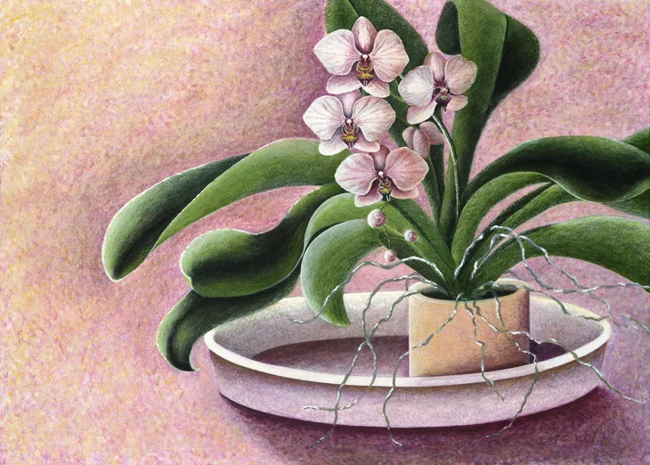 Forever Blooming (2015)