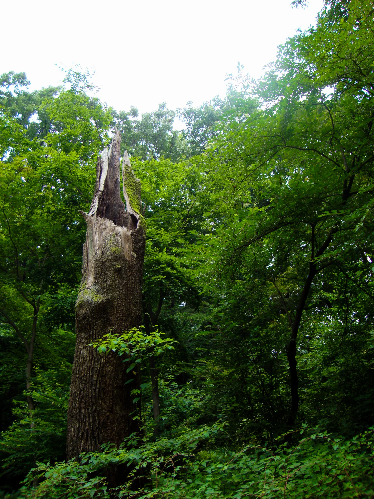 Photography: The Weekly Photo Scavenger Hunt - Week 3 Nature