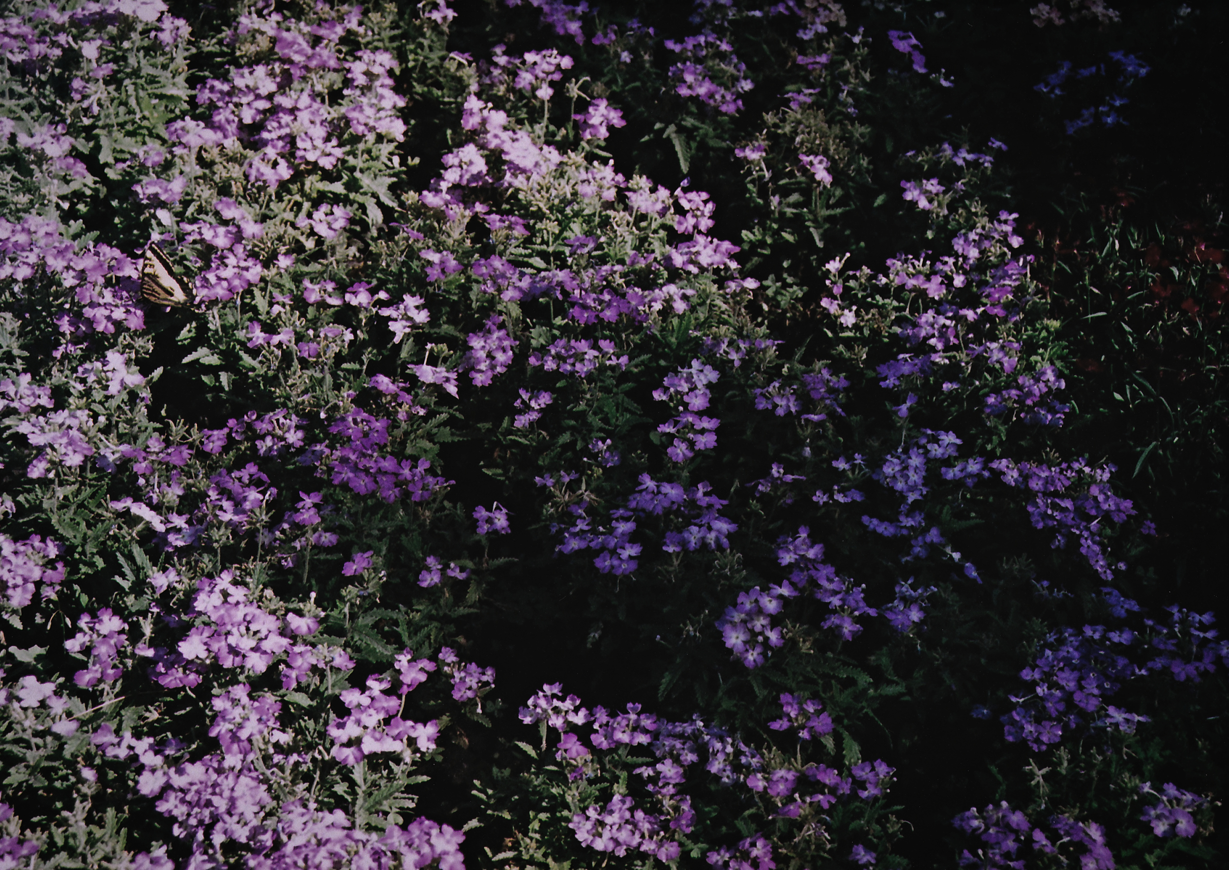  Flowers of Philmont  Location: Philmont, NM, USA  Photo by Trey Takahashi 