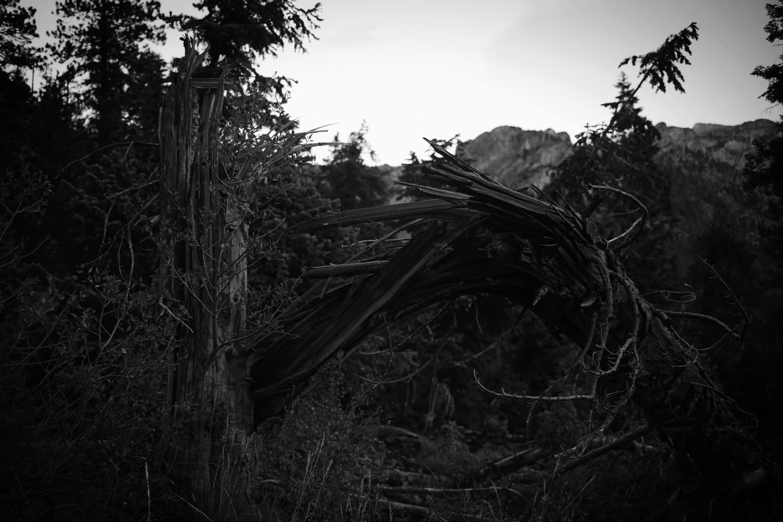 DSC01331spoop.jpg