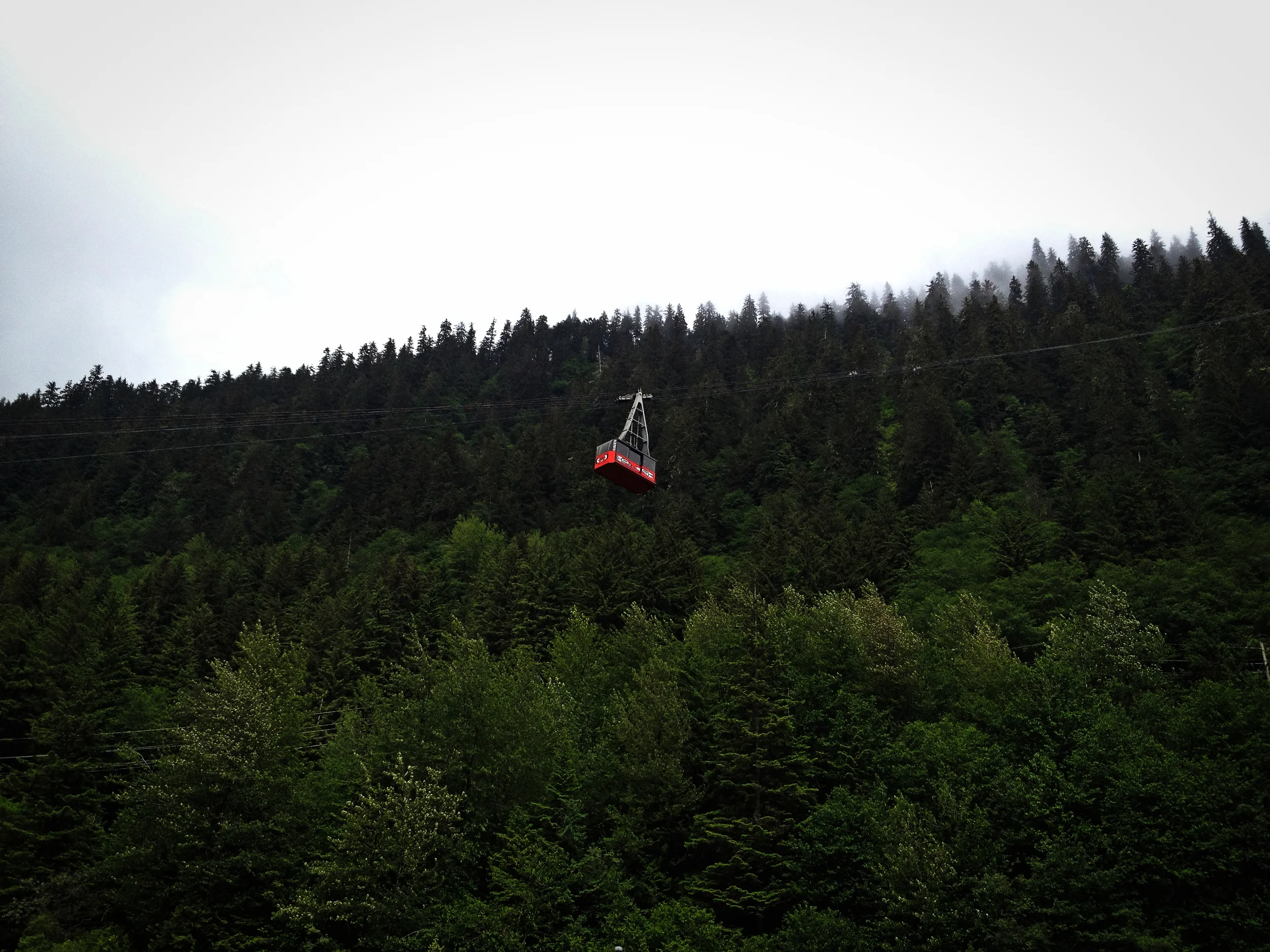 The gondola takes you from the tourist downtown district up to the dense woods of Mt. Roberts. Photo: Trey Takahashi