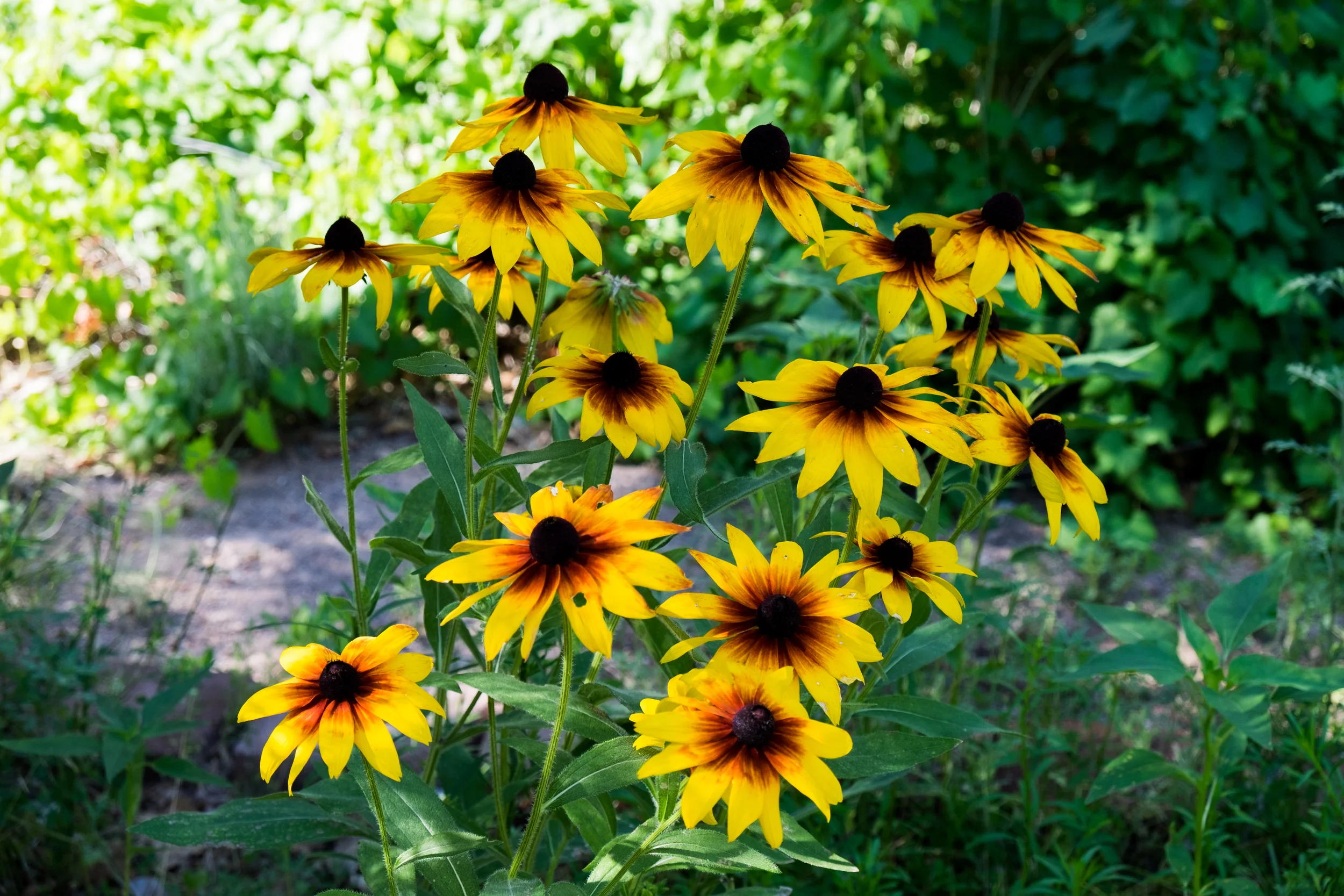 Beautiful gardens of flowers in full bloom decorate the landscape.