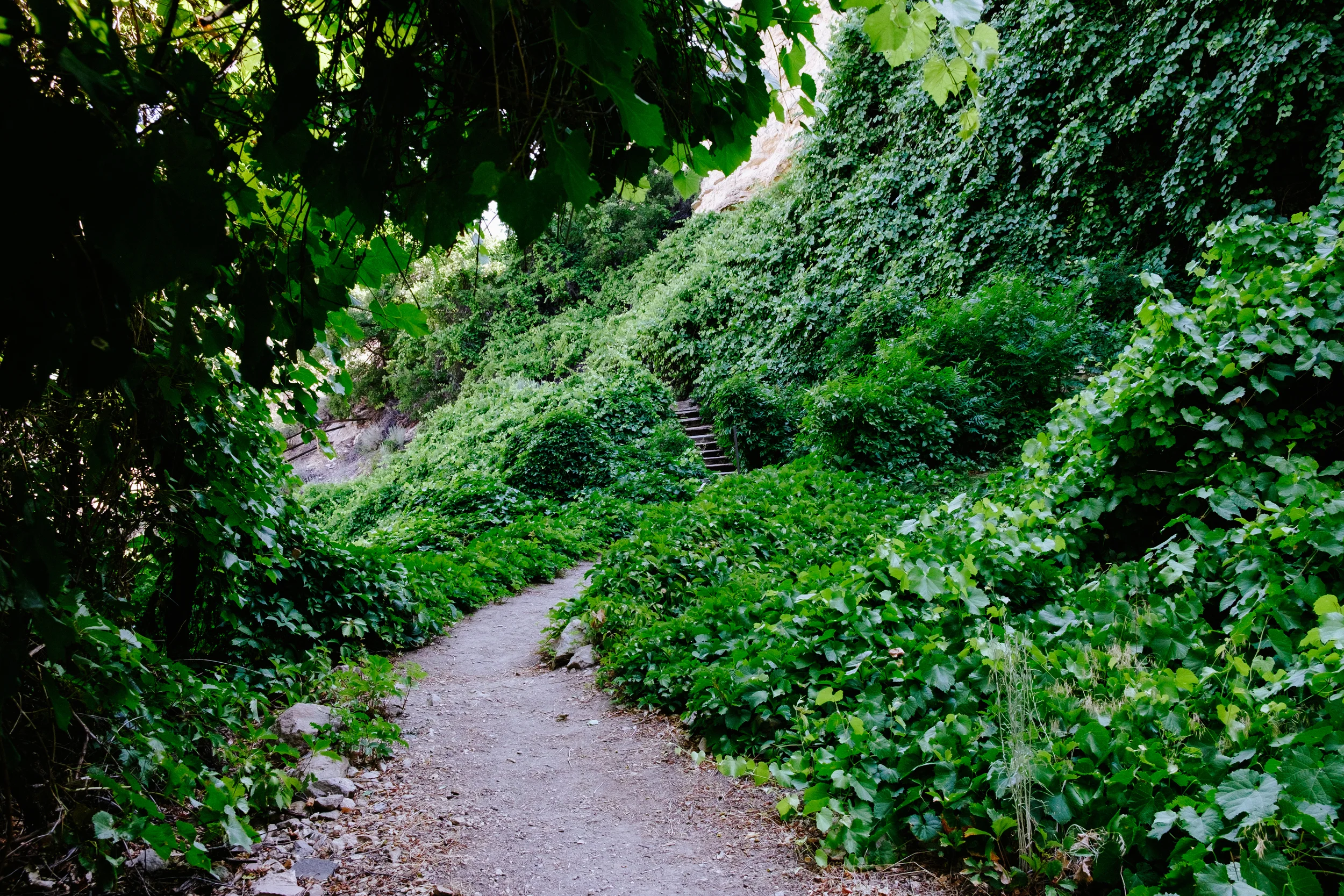 Lush green paths are carved out creating an awaises in the arid desert