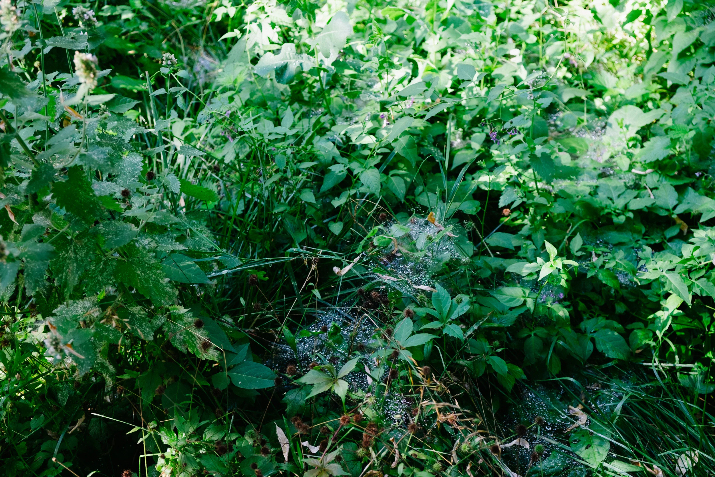 The creek cuts through vegetation just near the campsite making the place the perfect place to relax and enjoy the evening.