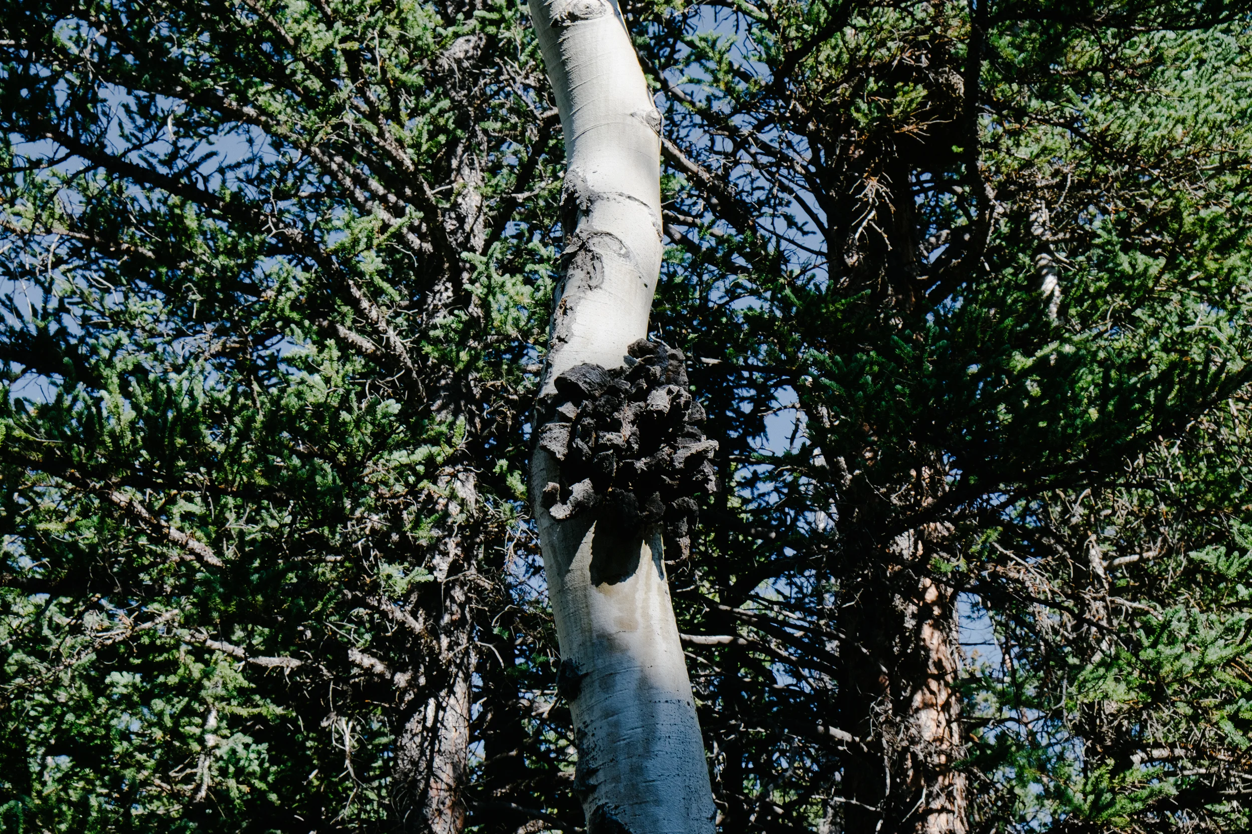 Among the trees are scares from lightning strikes and brush fires.