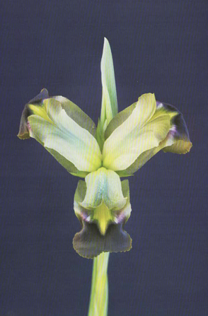Symmetrical photo - Richard Garvey Williams