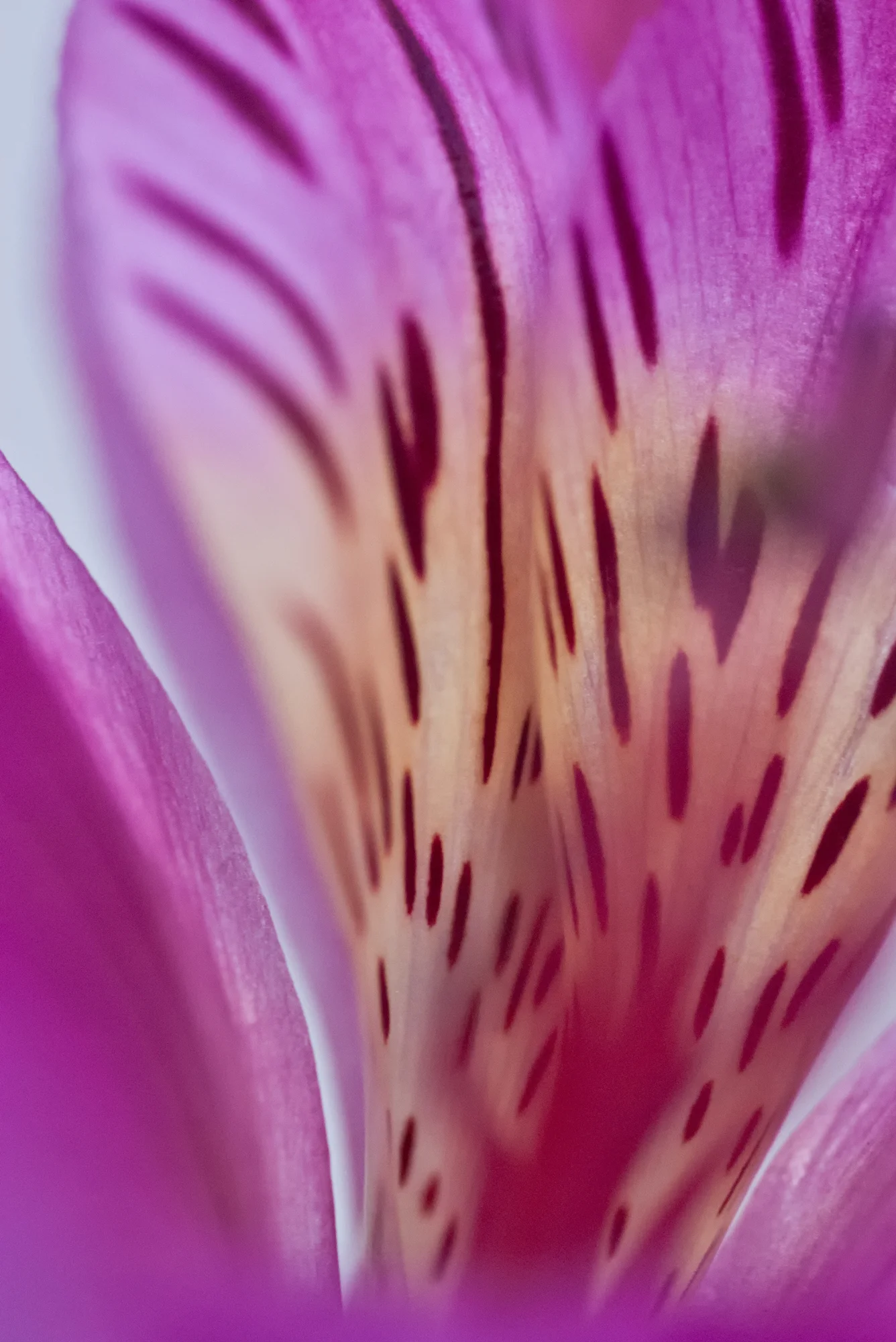 Curves In Nature - Ten