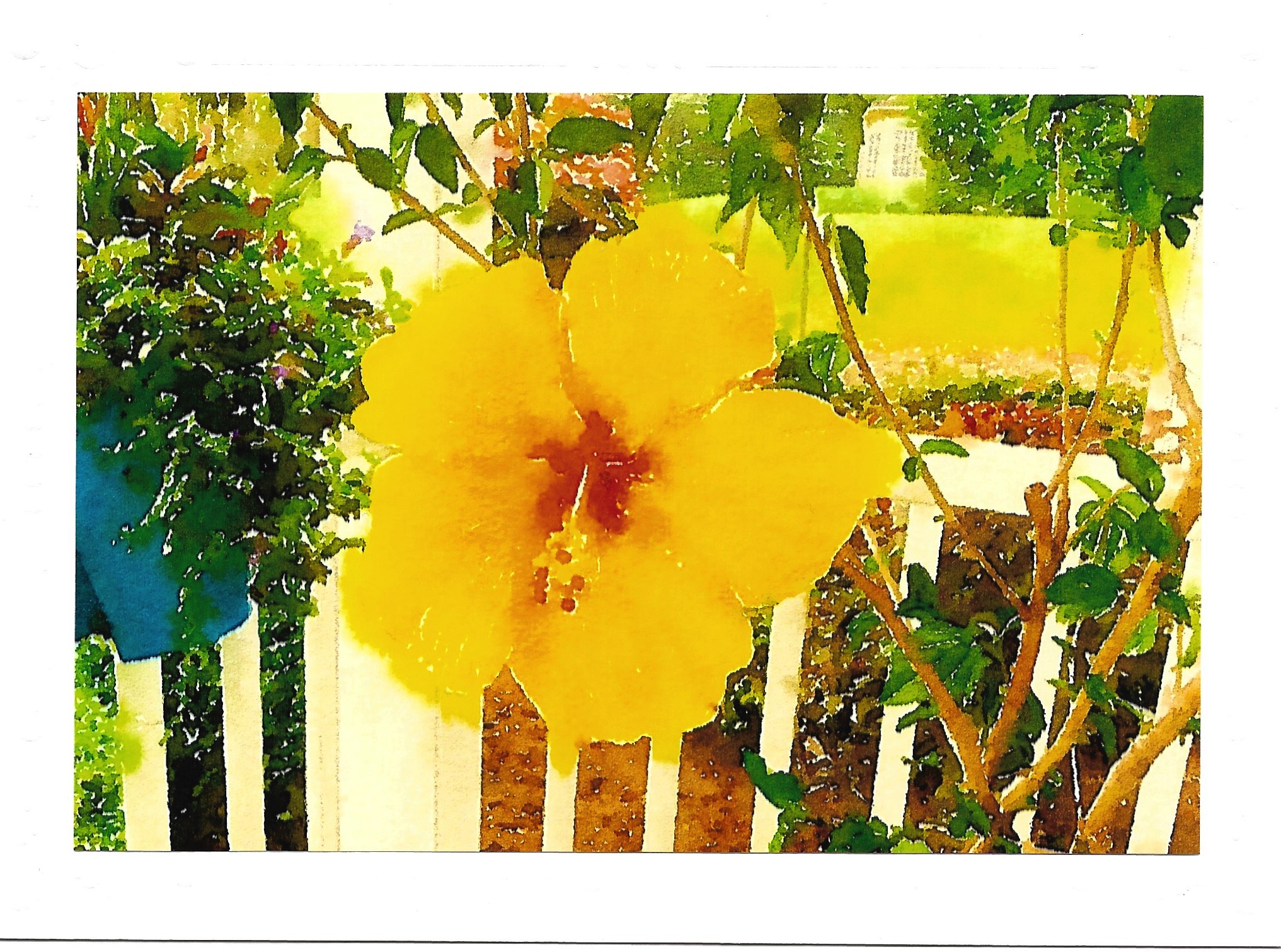 Hibiscus.jpeg