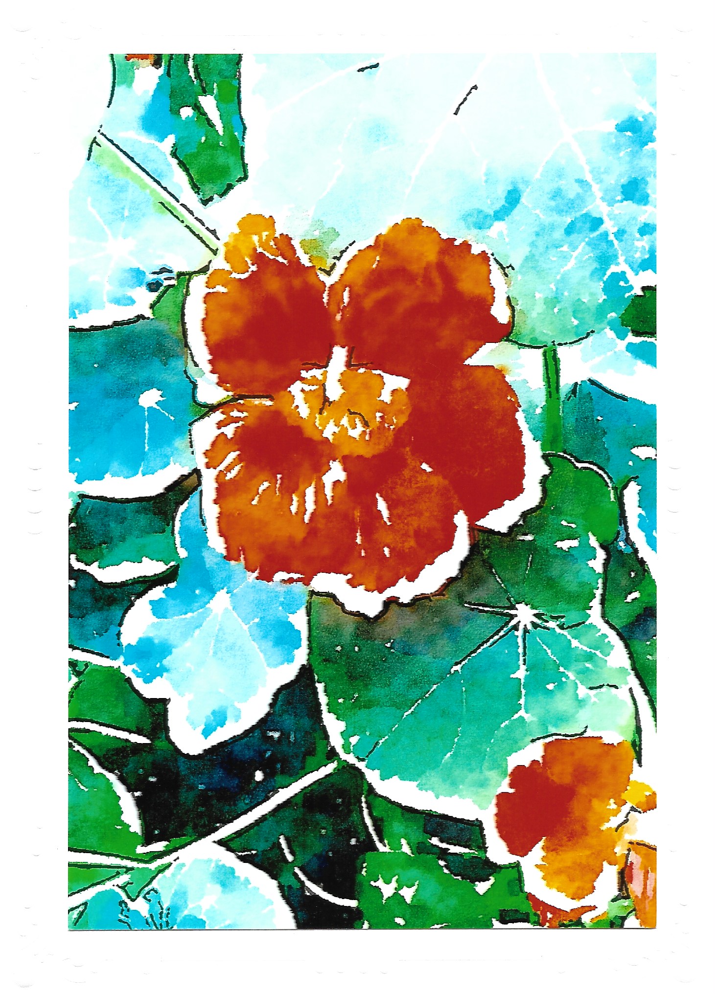 Nasturtium.jpeg