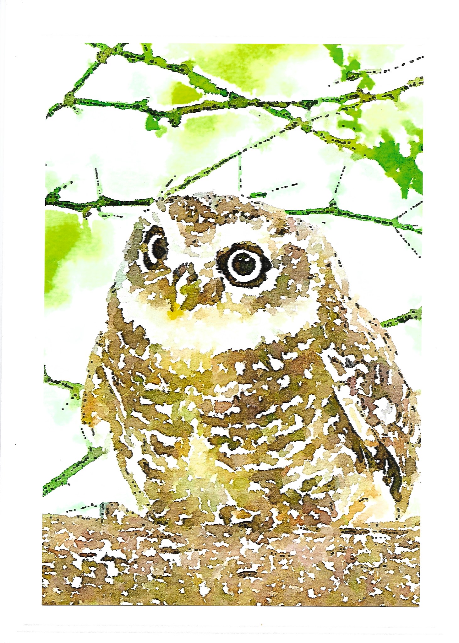 Owlet.jpeg