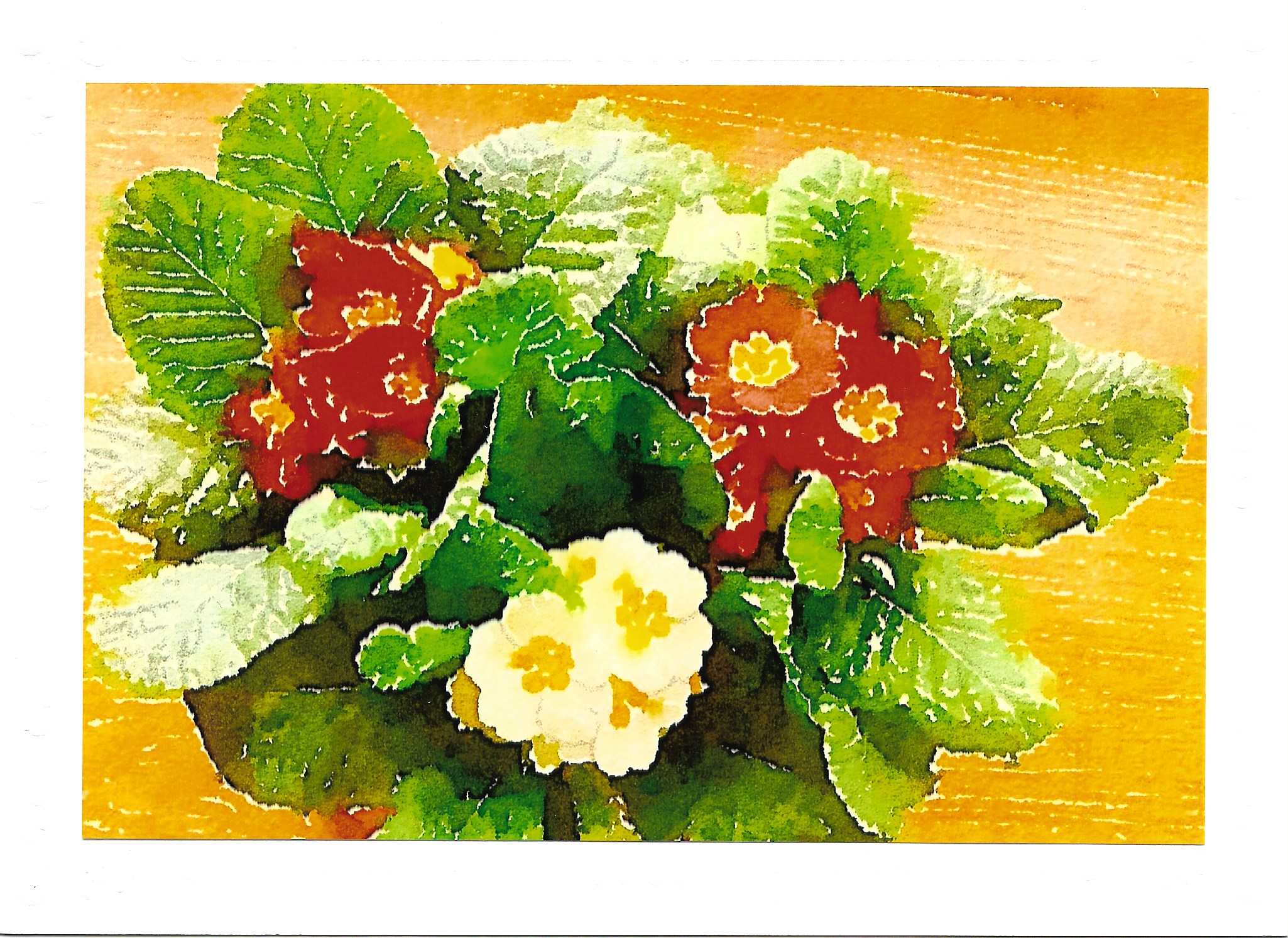 Primrose.jpeg