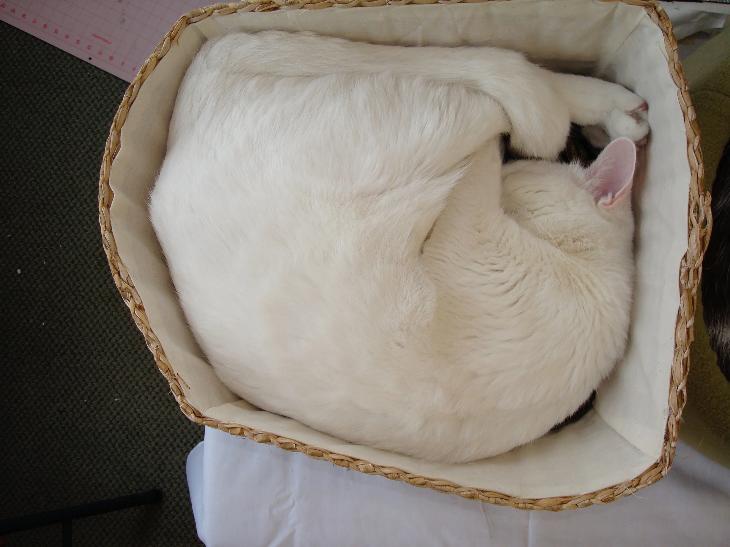 DSC01371.JPG.jpg