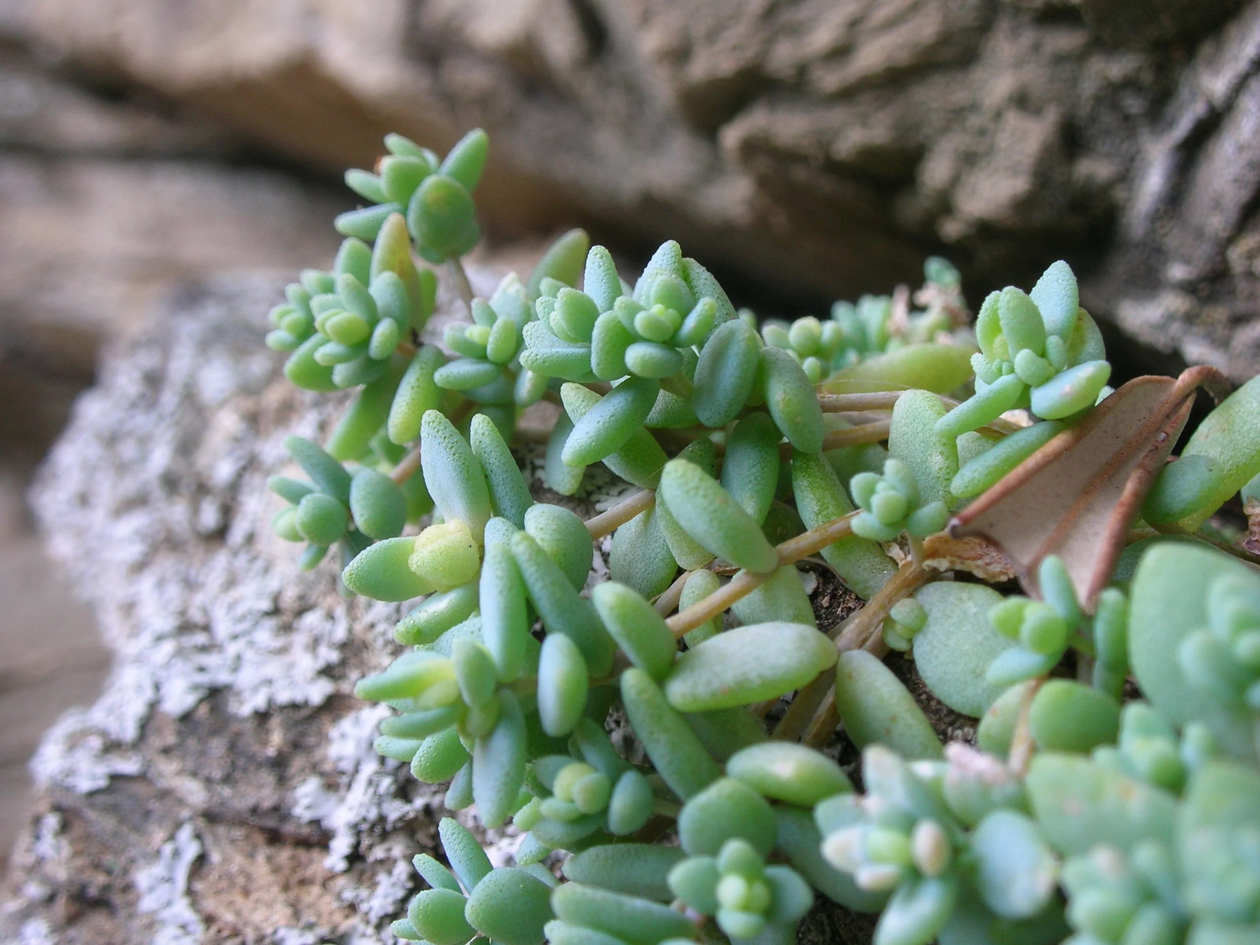  rice krispies on the vine 