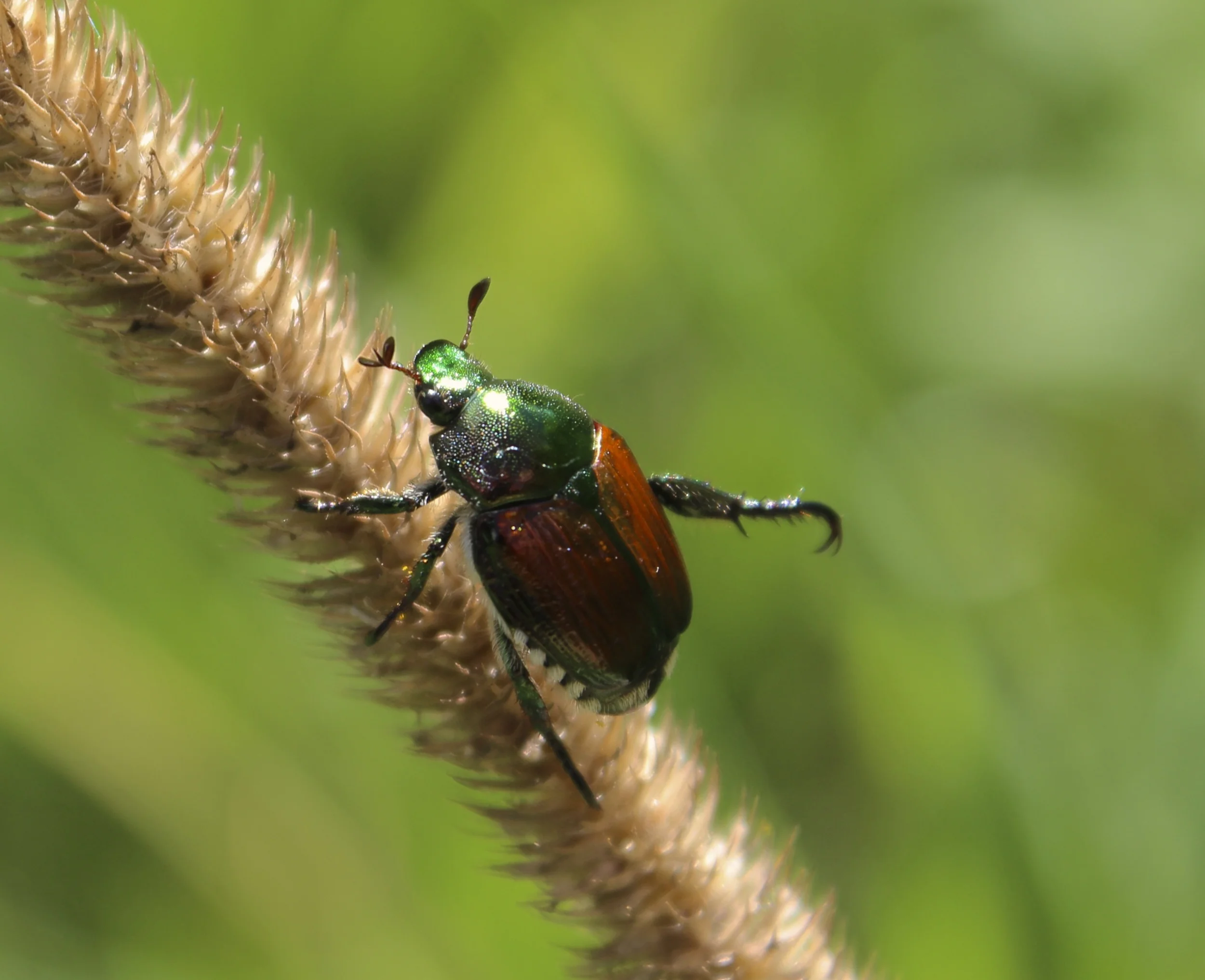 Japanese Beetle