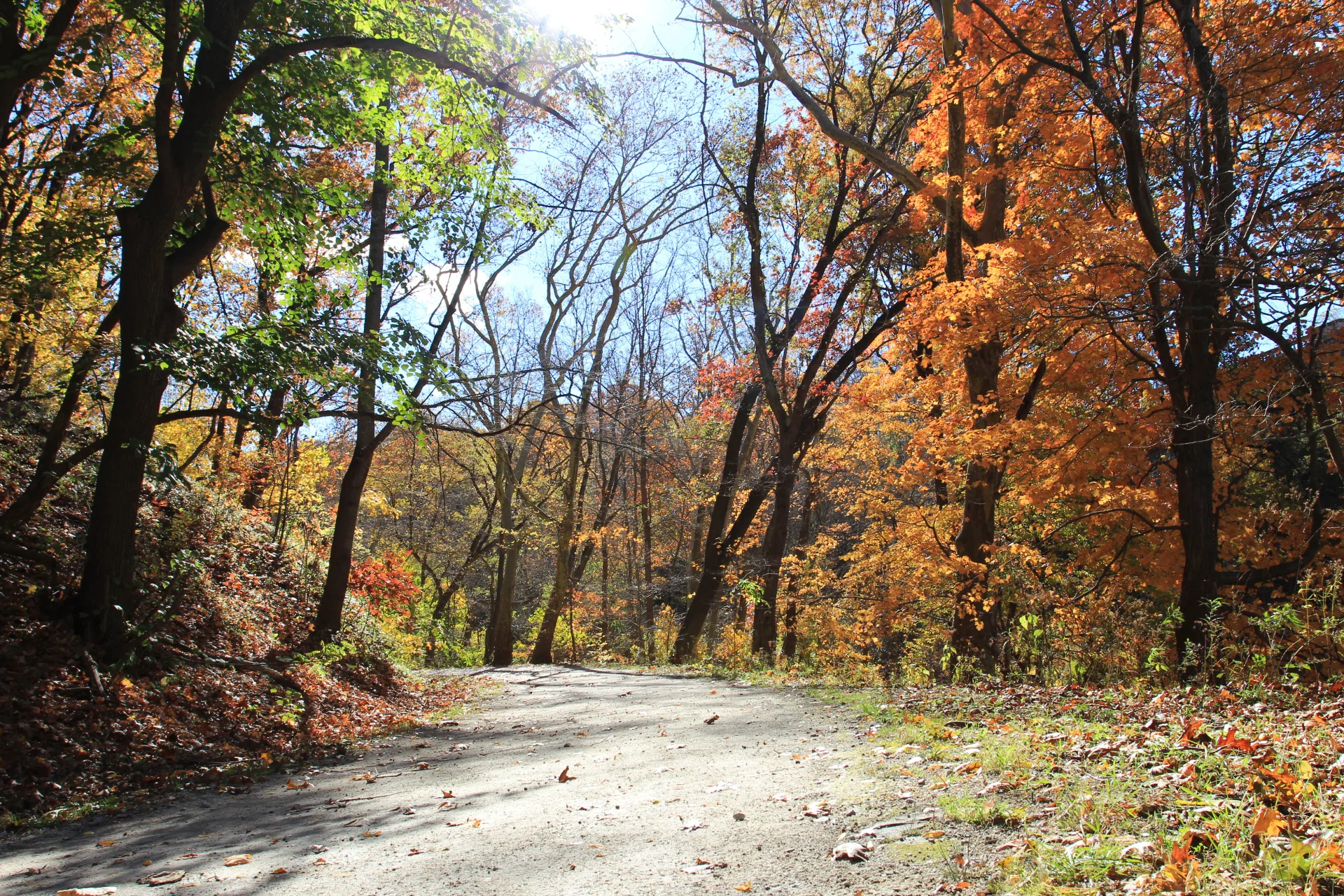 Schenley Park