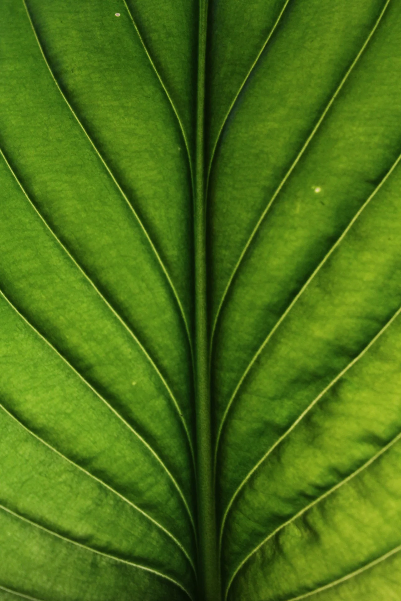 Leaf Veins