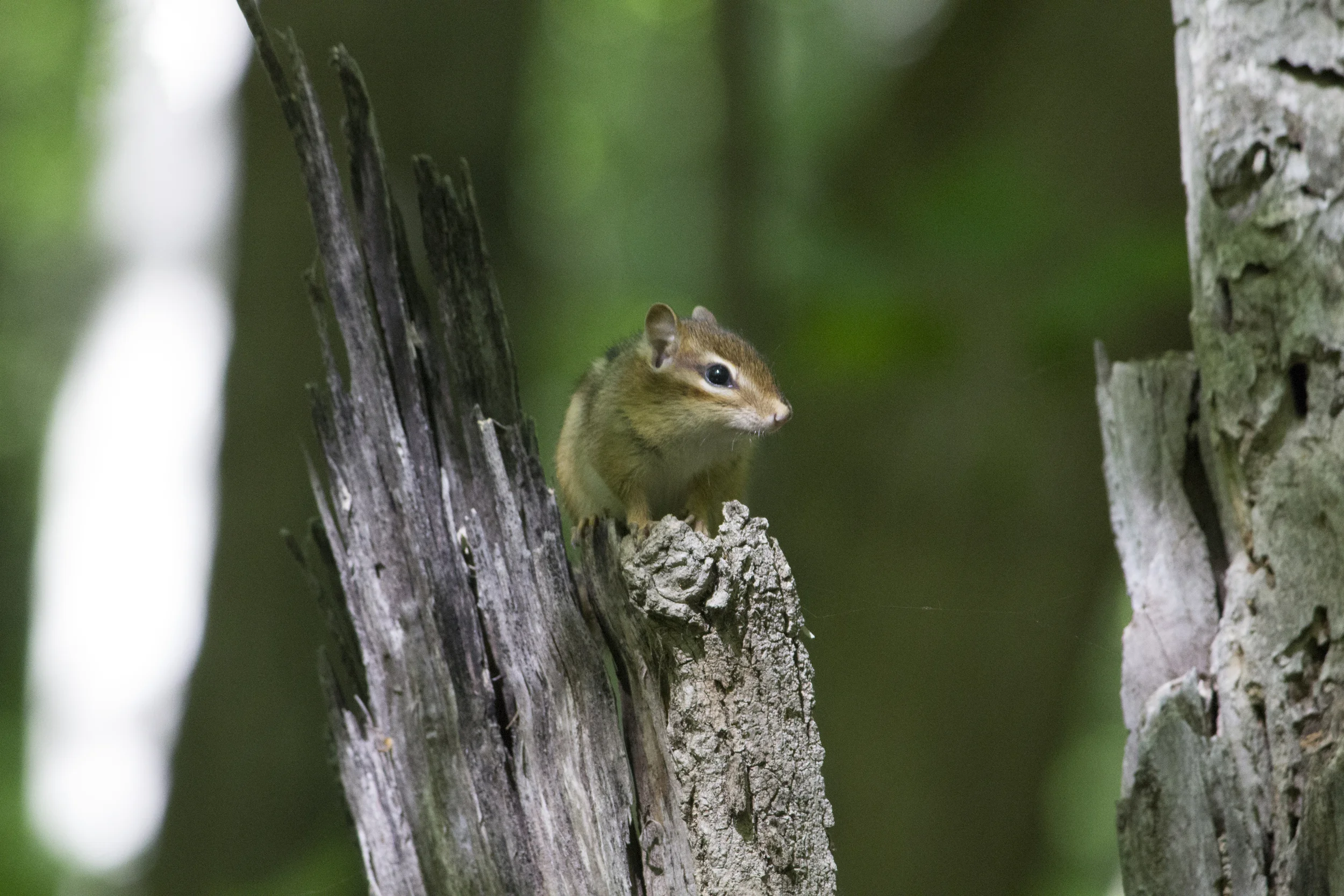 Chipmunk