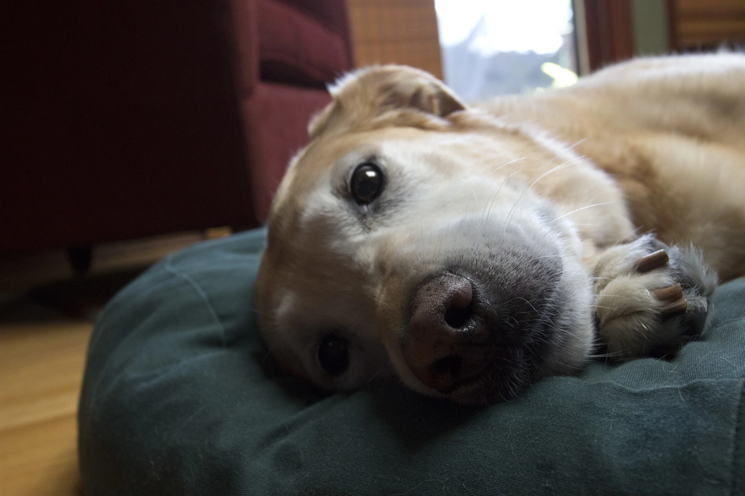 Shiloh