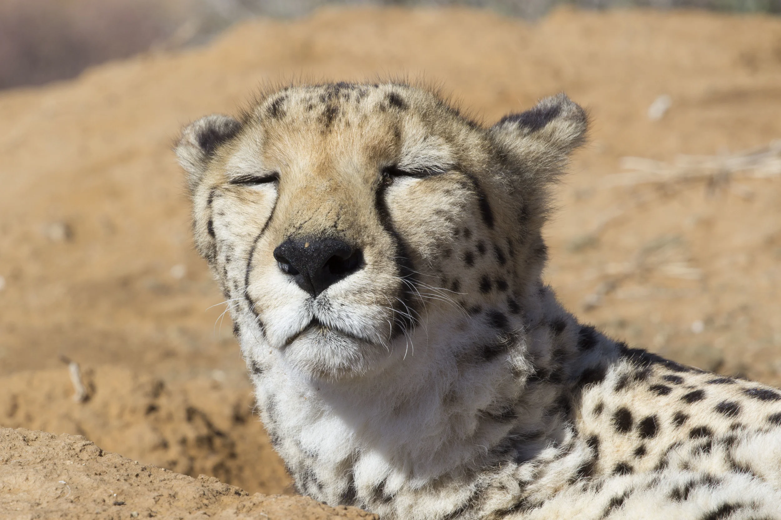 Cheetah Closeup