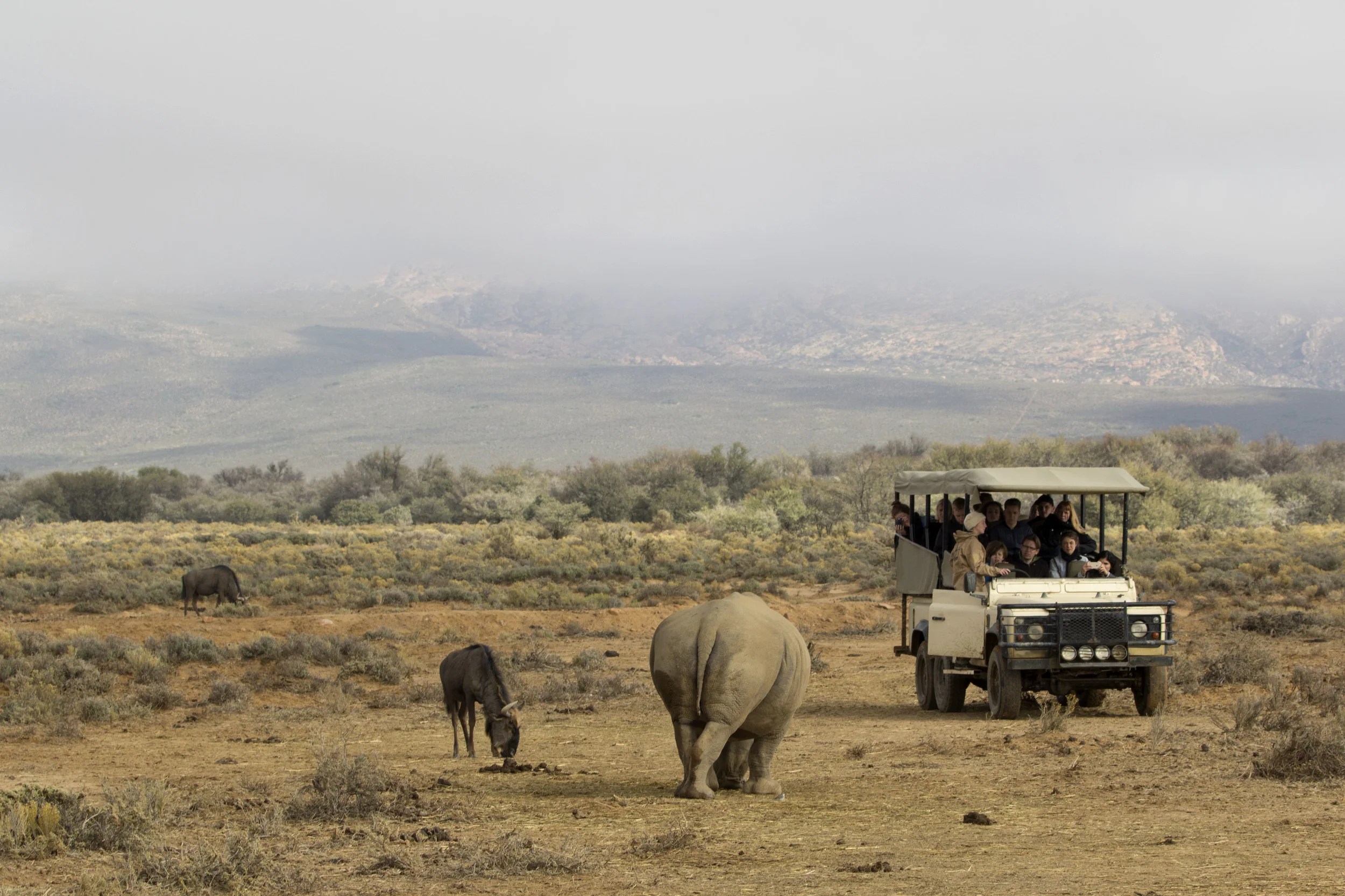 Safari