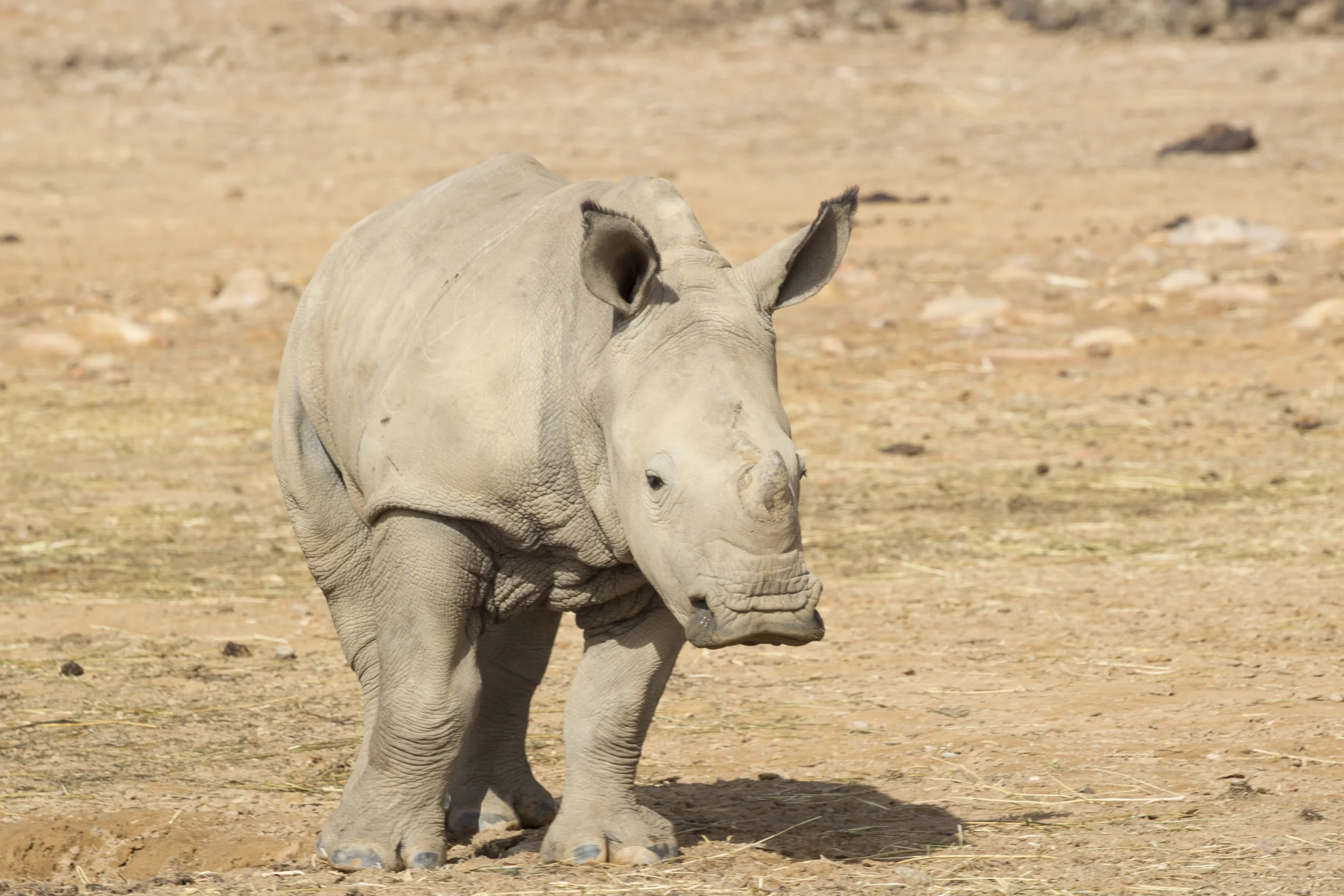 Baby Rhino