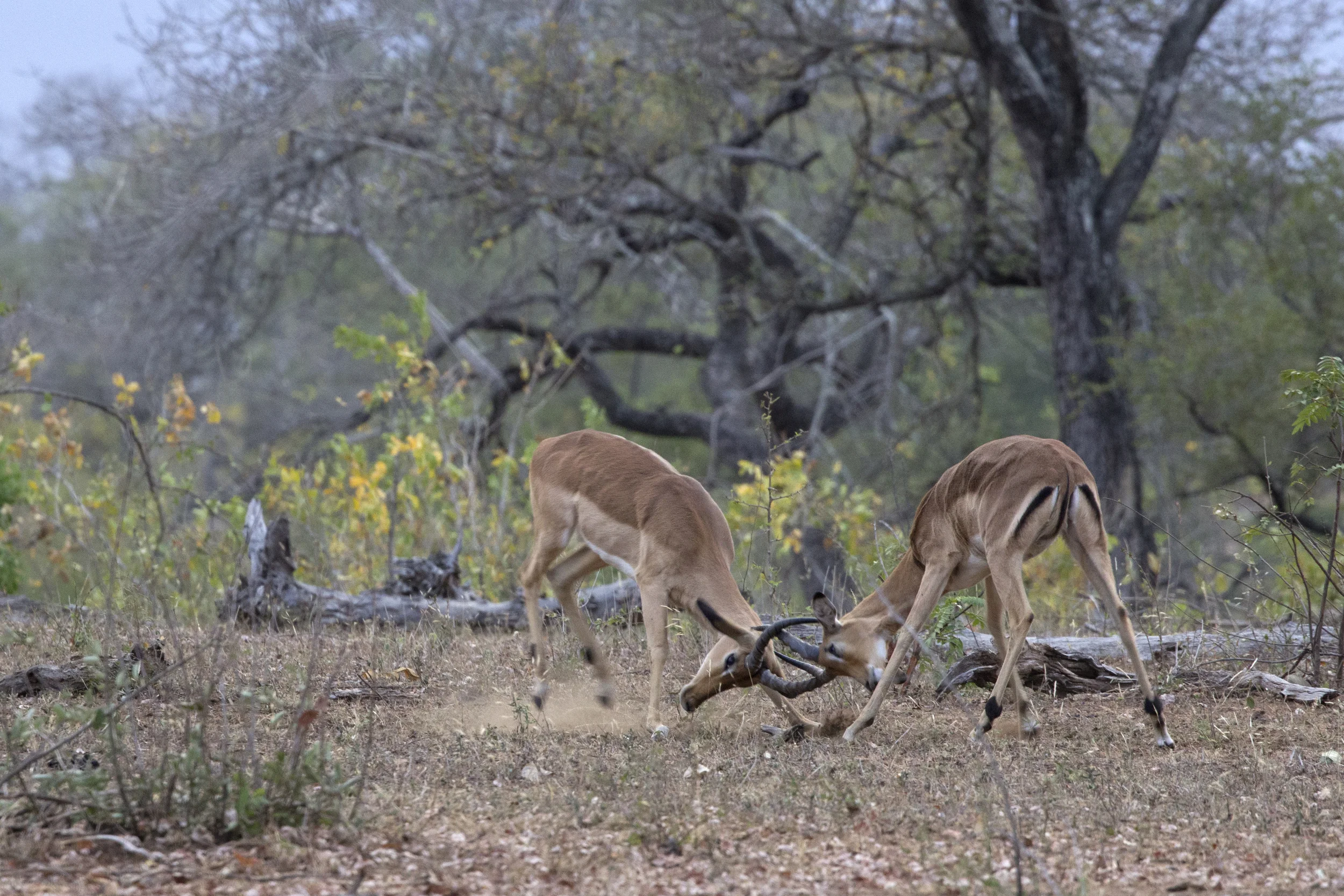 Impalas Fighting