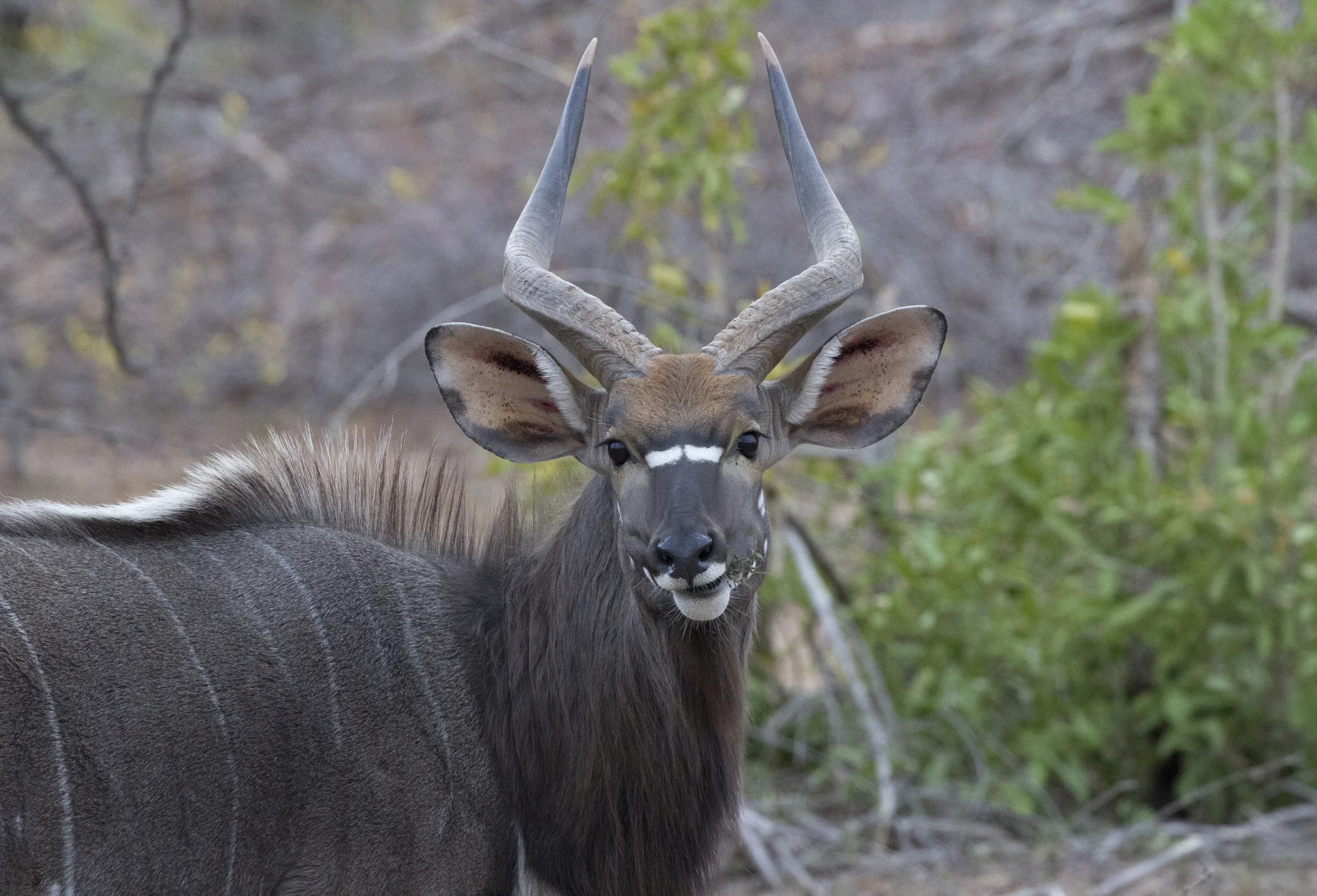 Male Kudu
