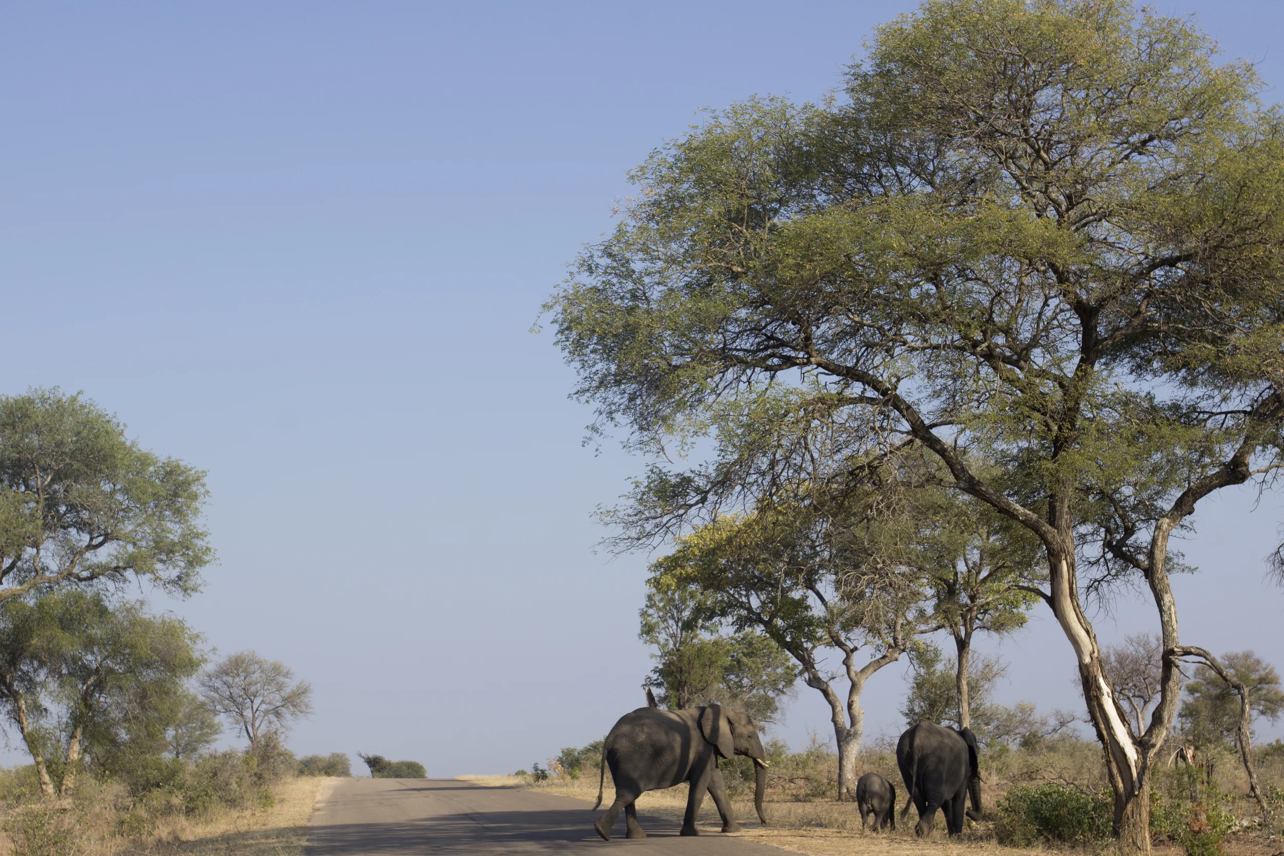 Elephants