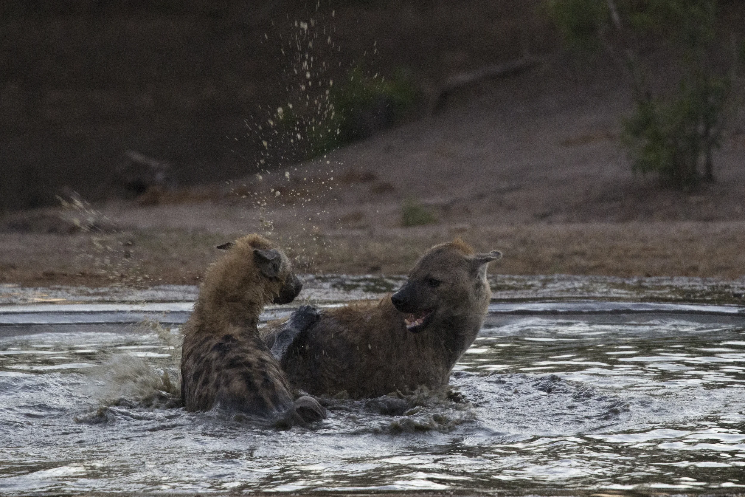 Hyenas at Sunrise