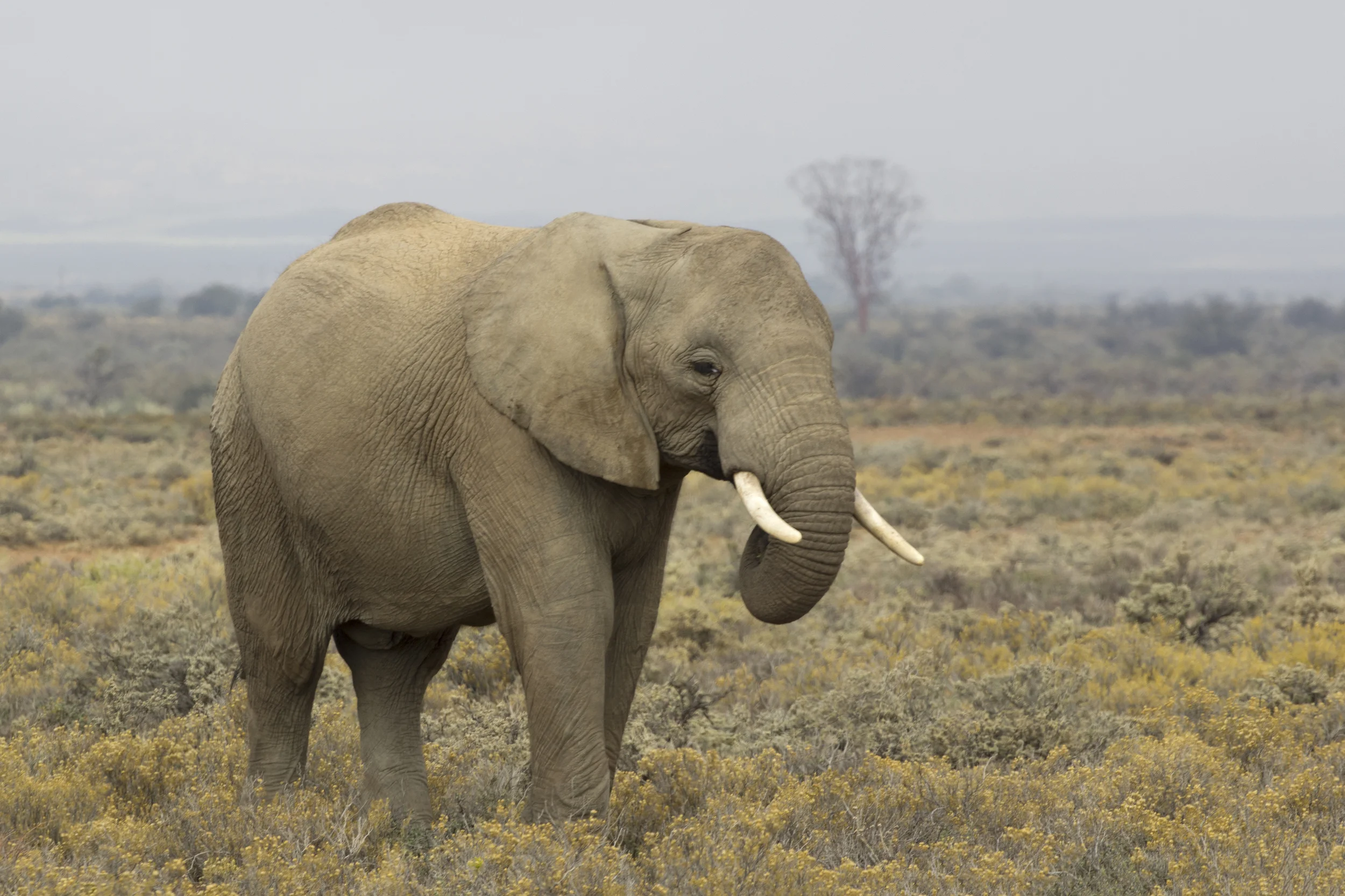 Young African Elephant