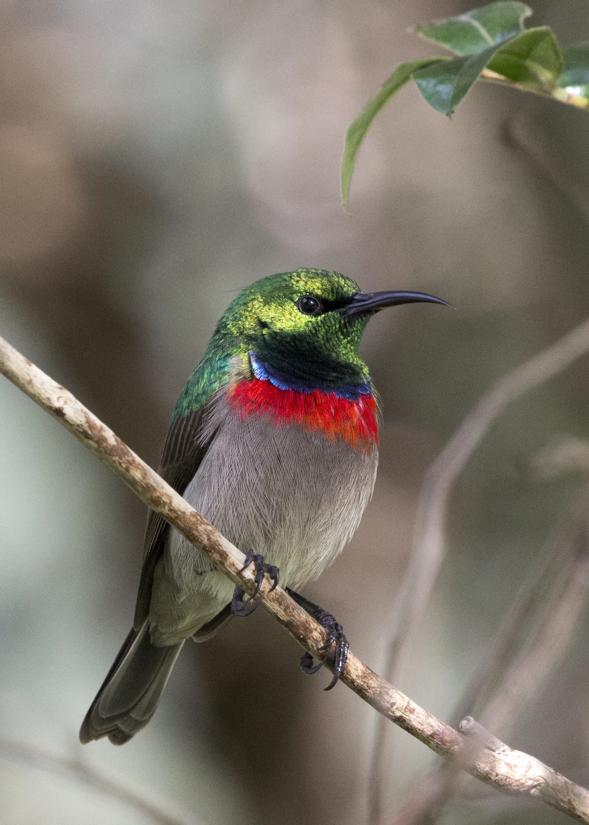 Male Sunbird 2
