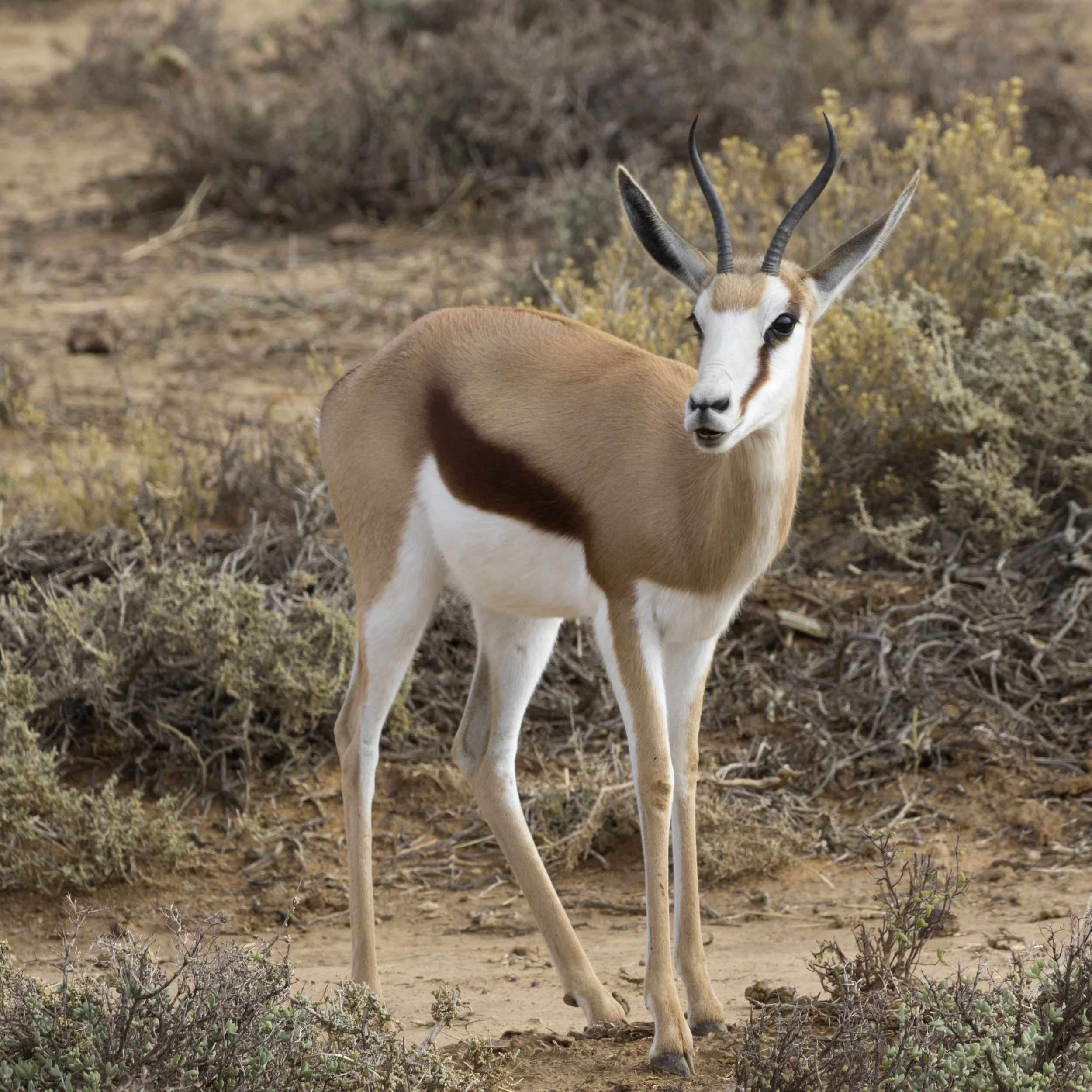 Impala