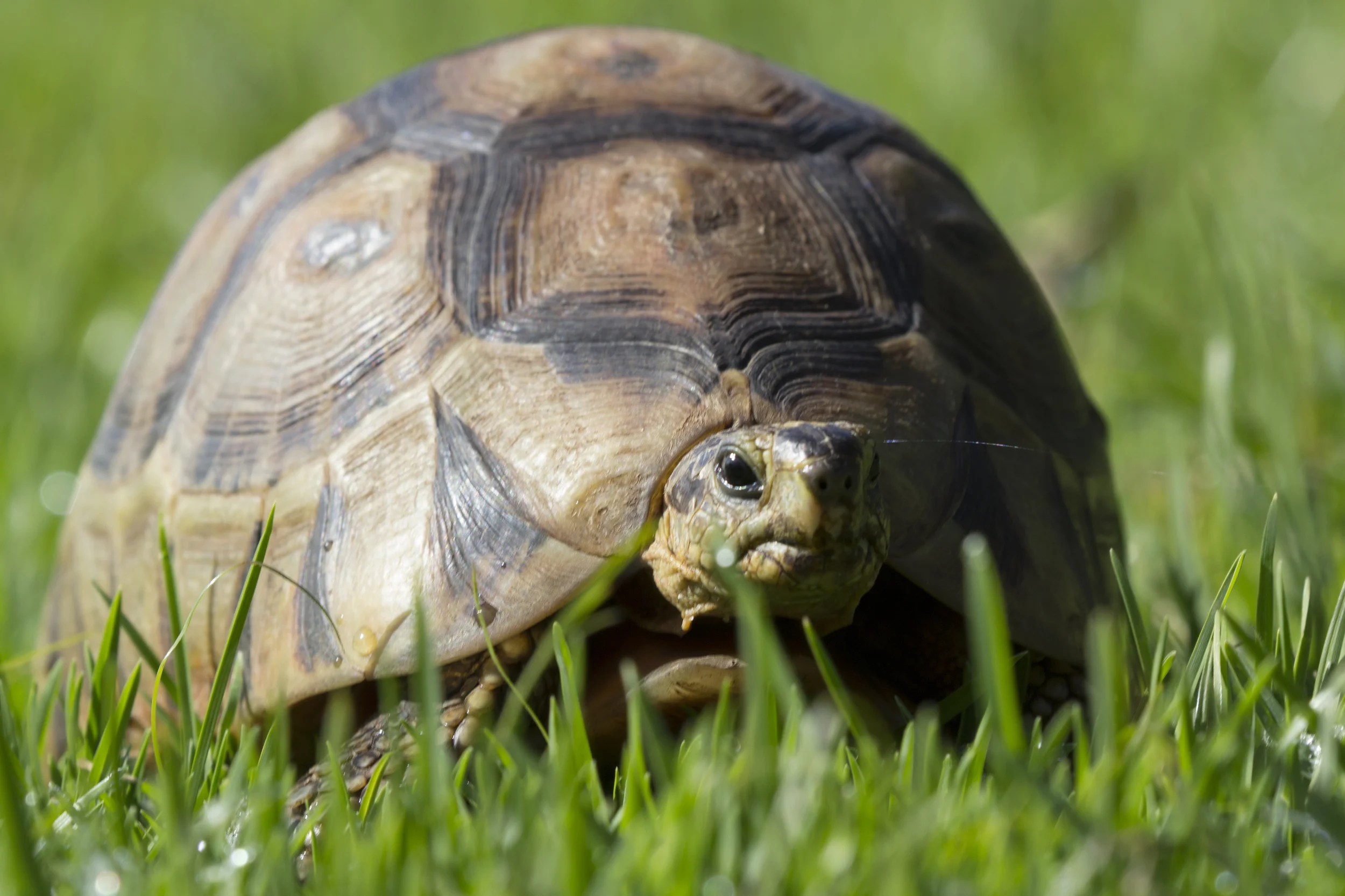 Turtle