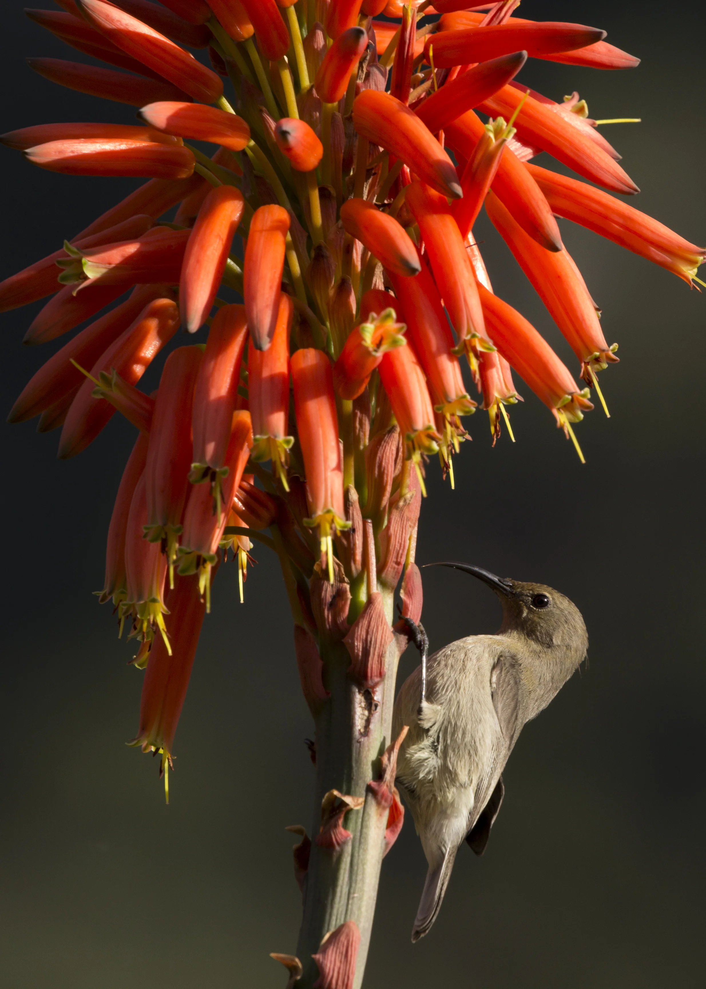 Female Sunbird