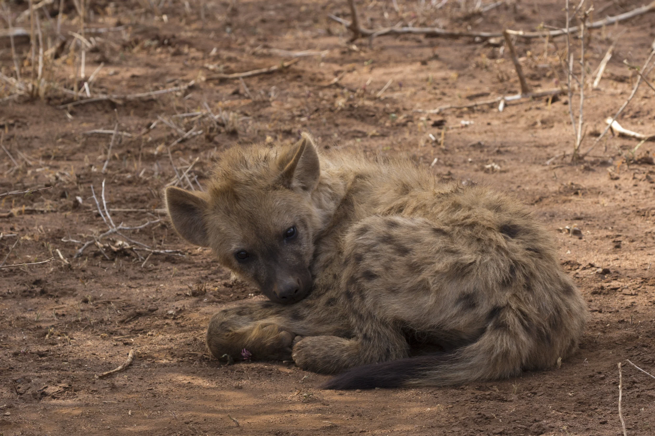 Young Hyena