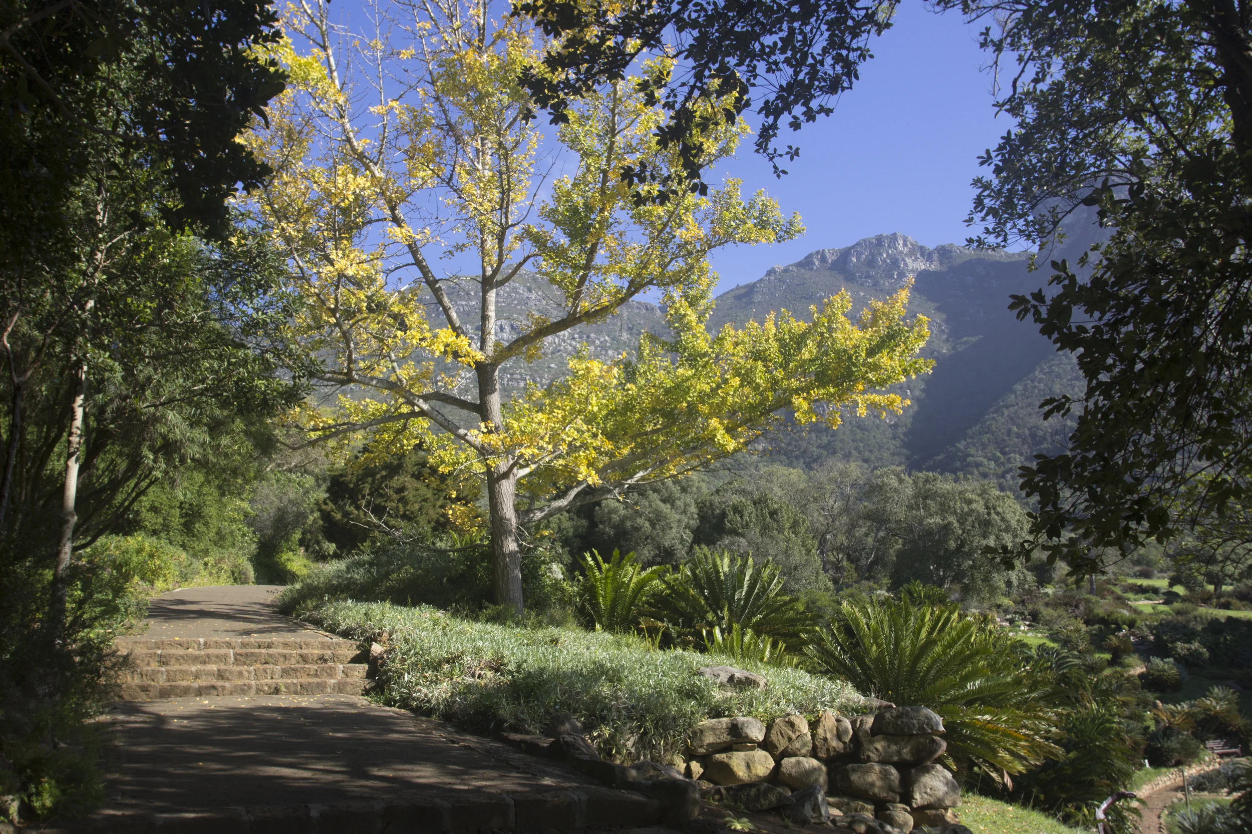 Kirstenbosch Botanical Gardens 1