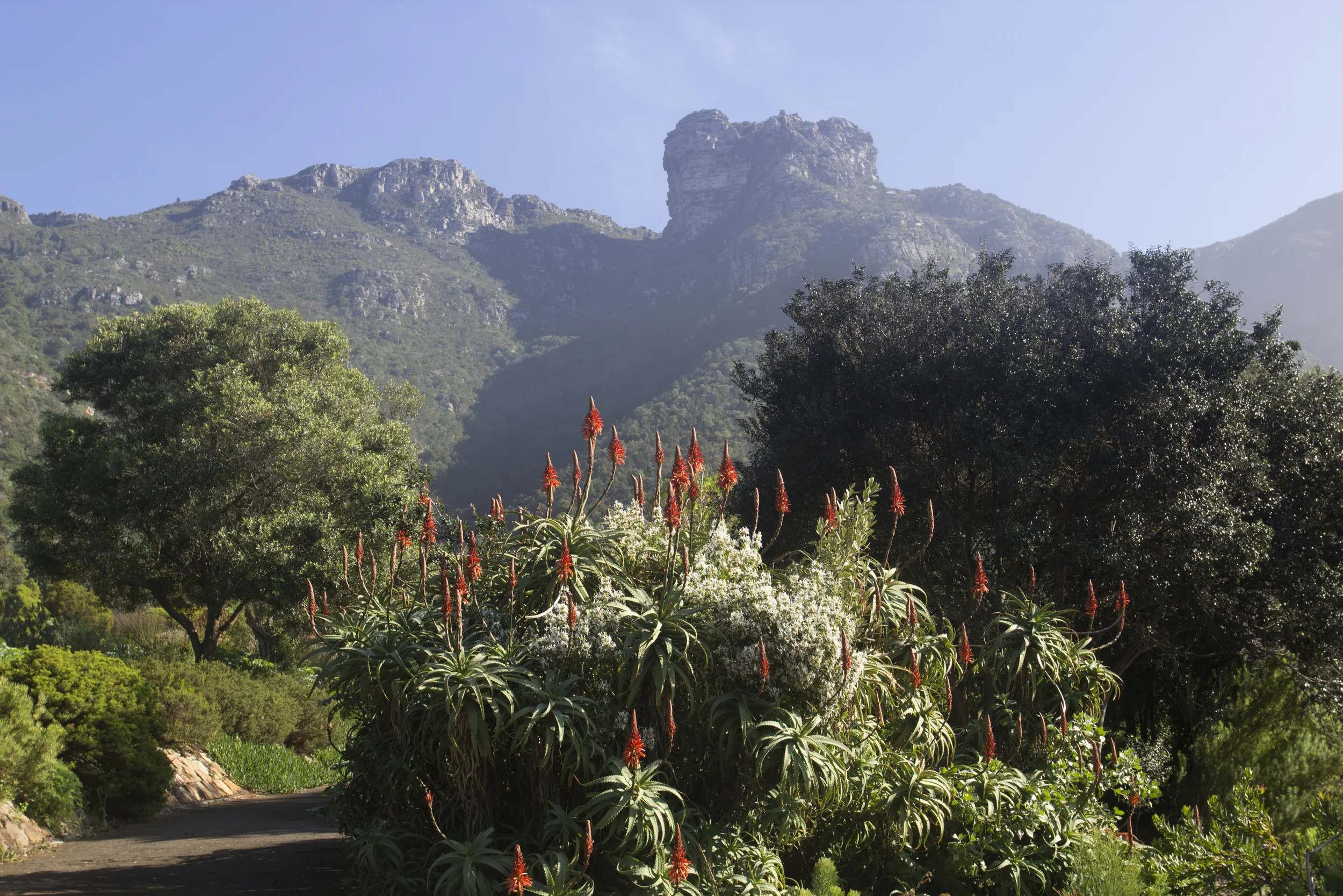 Kirstenbosch Botanical Gardens 2