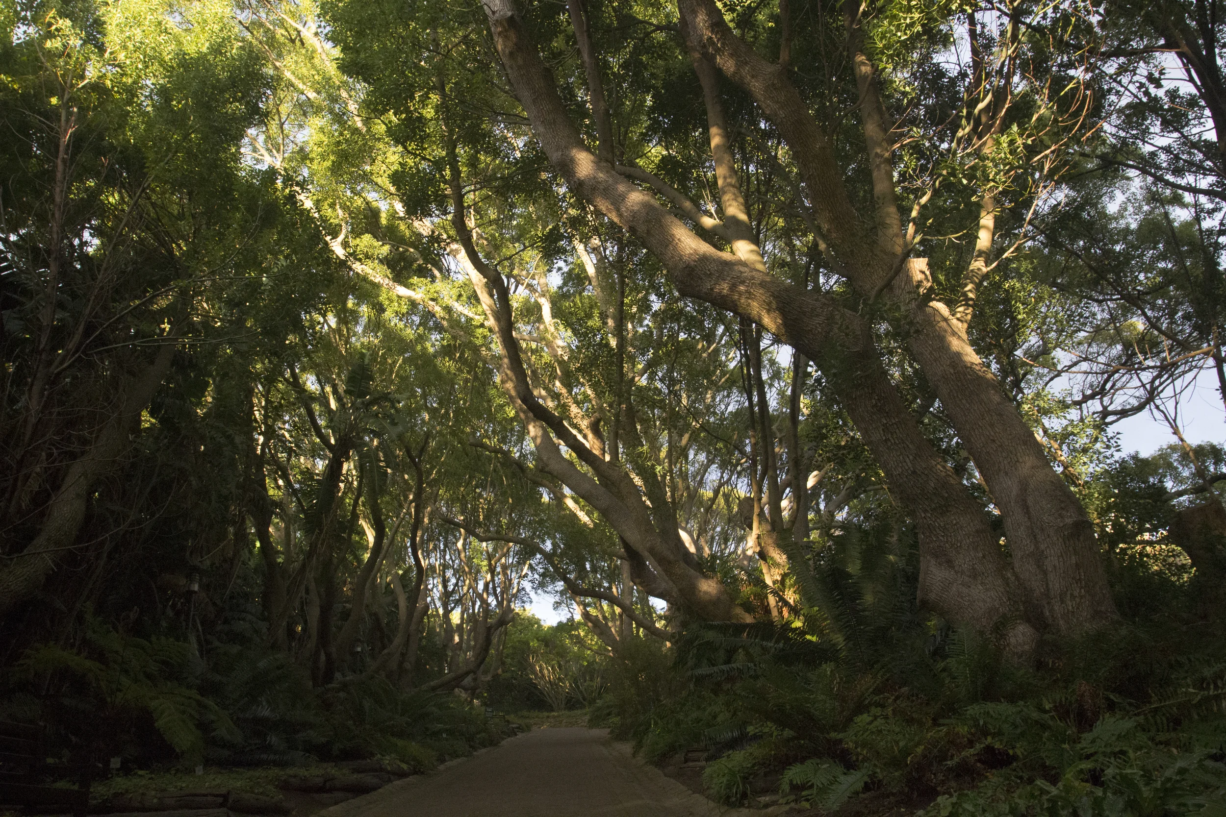 Tree Walkway