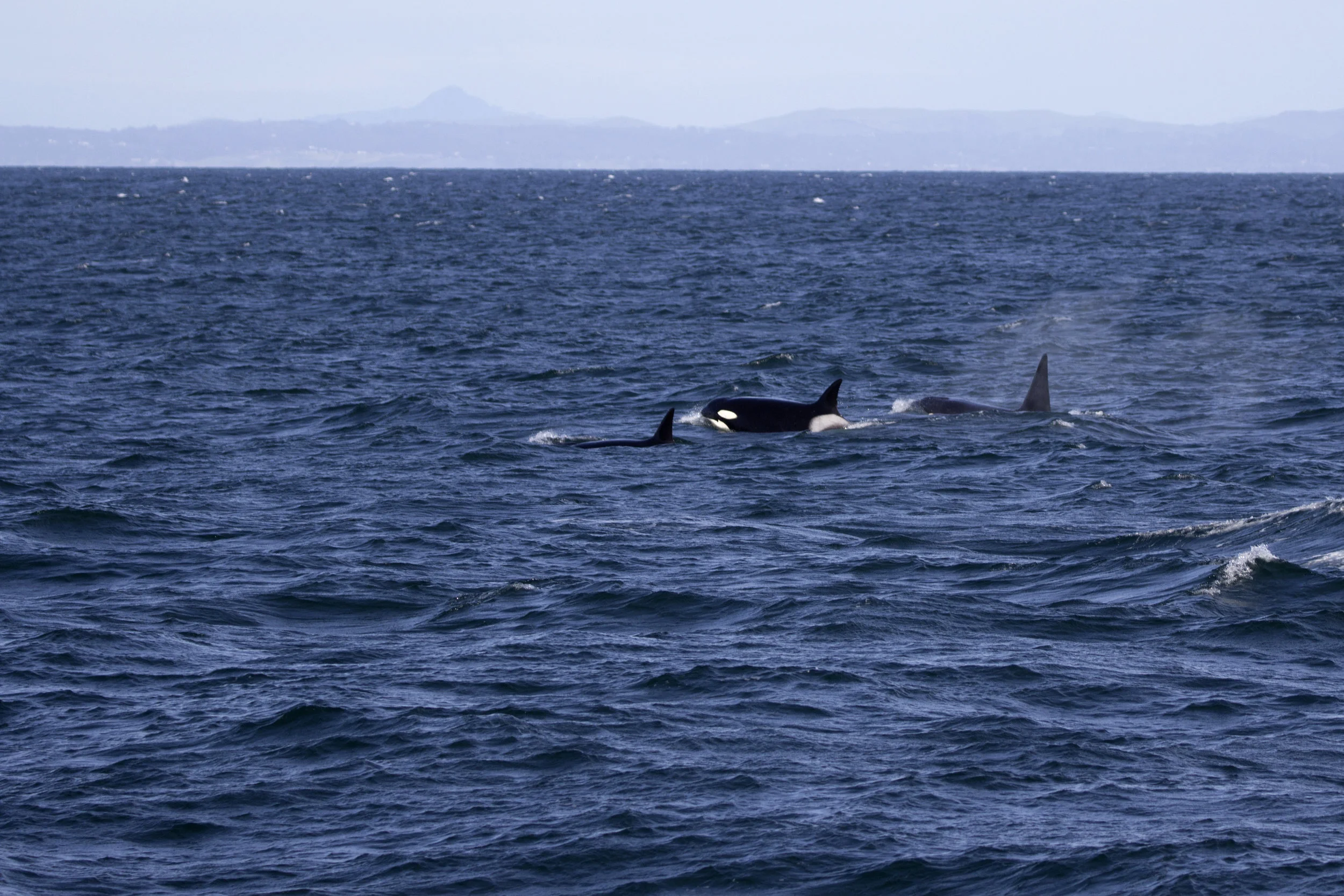 Orca